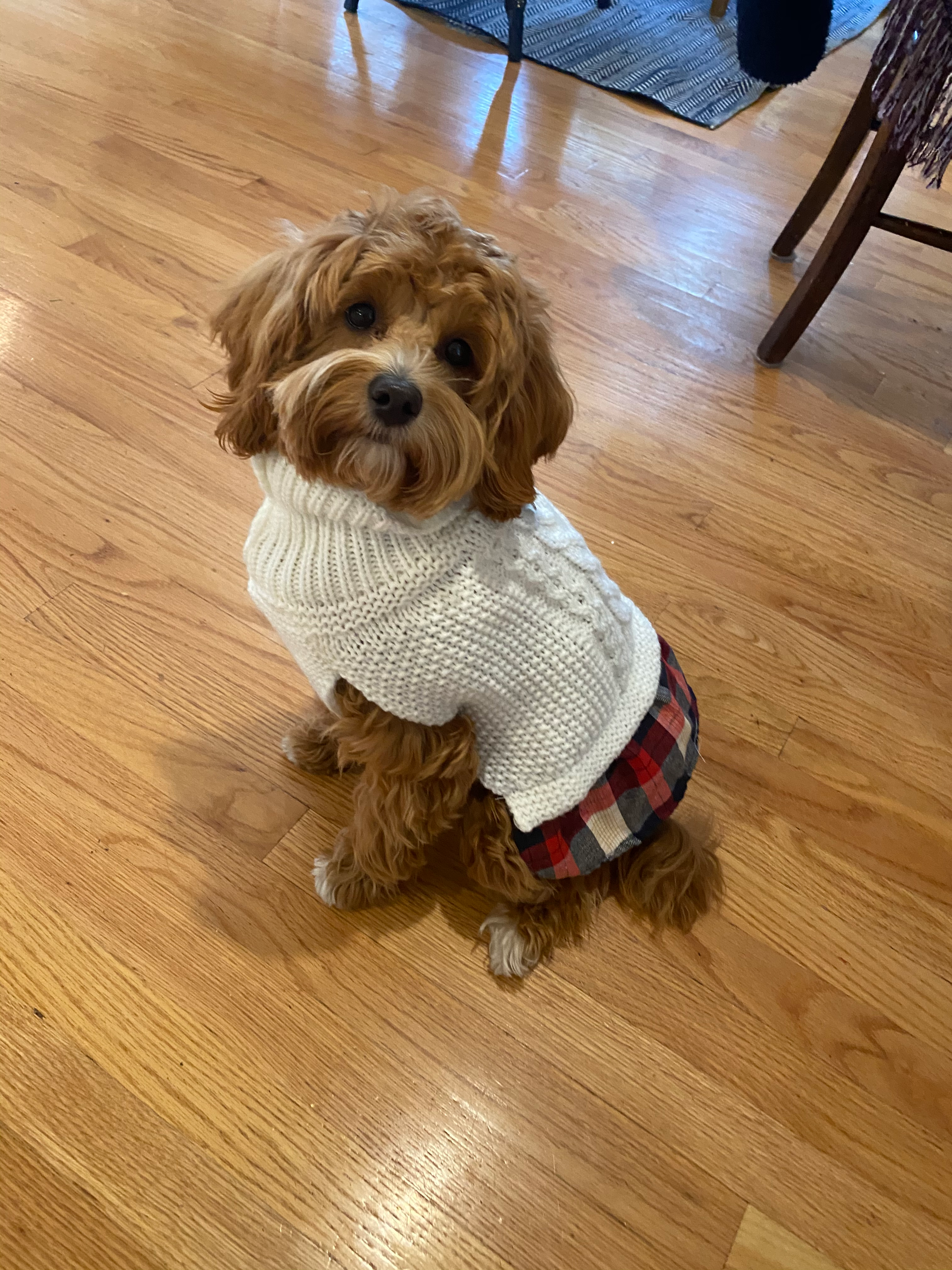 Fluffy Mini Goldendoodle Poodle Mix Pup