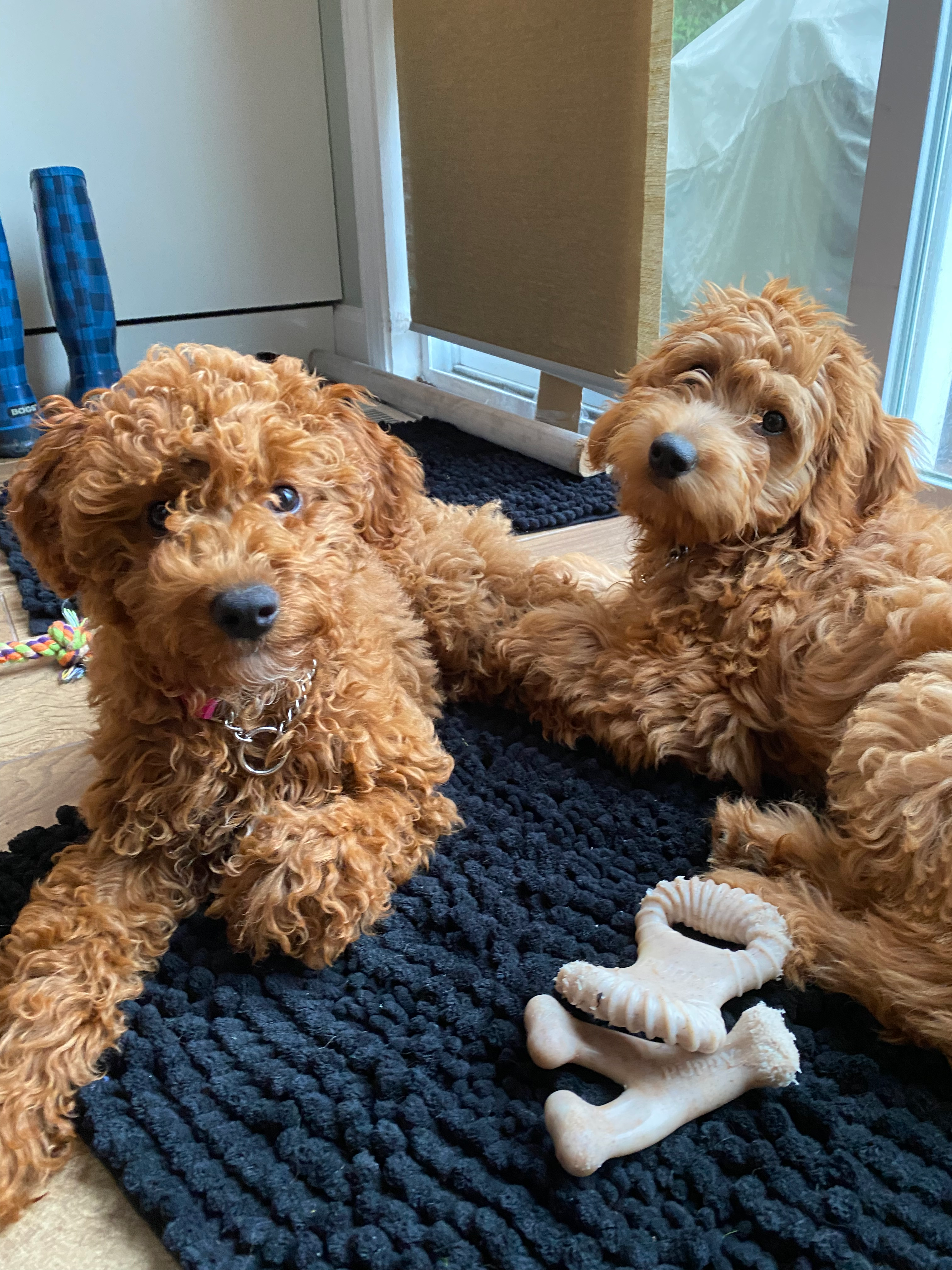 Adorable Golden Retriever Poodle Mix Puppy