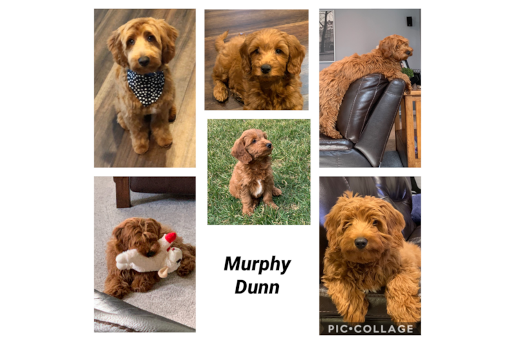 Best Mini Goldendoodle Baby