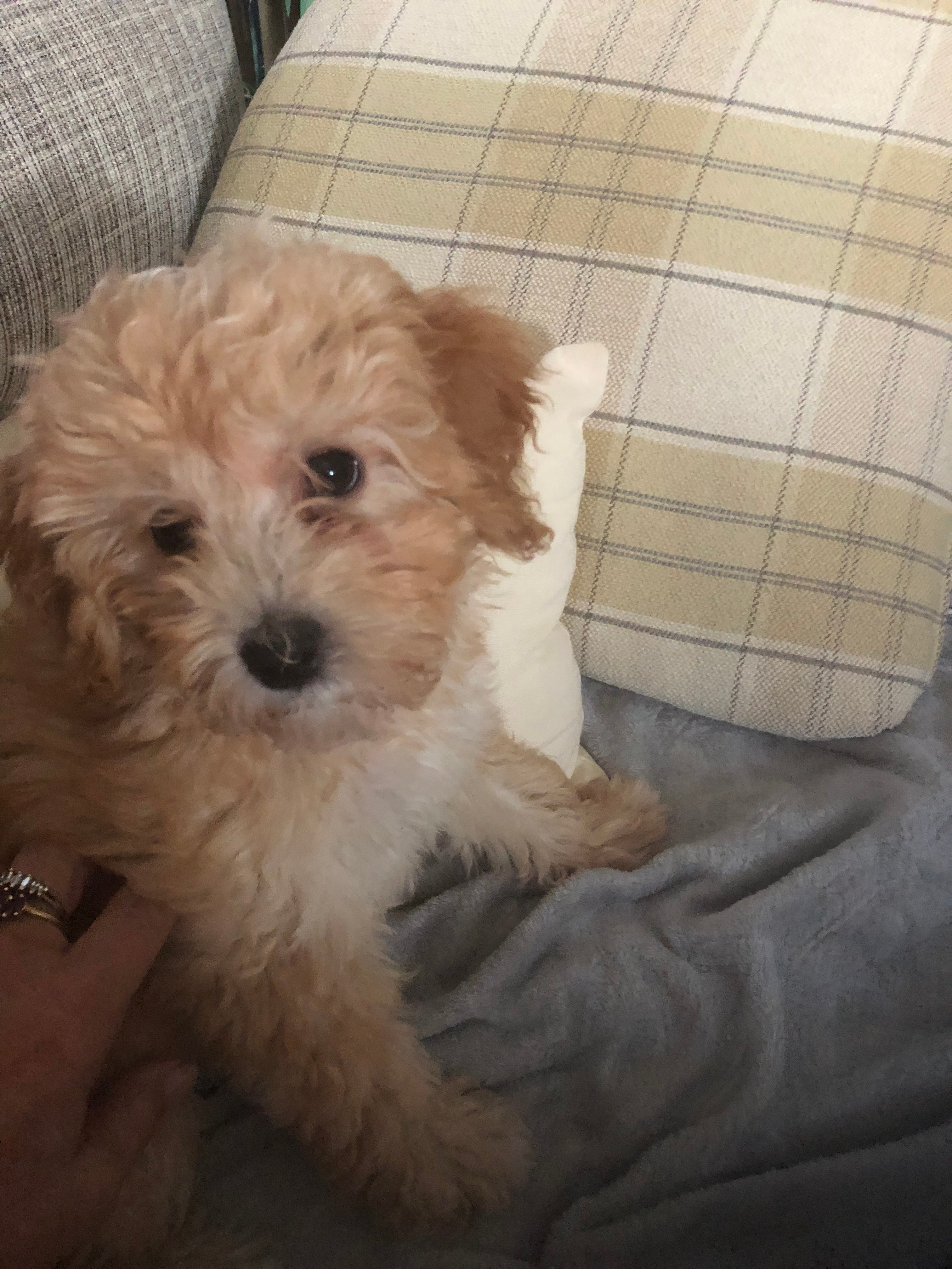 Mini Goldendoodle Puppy for Adoption