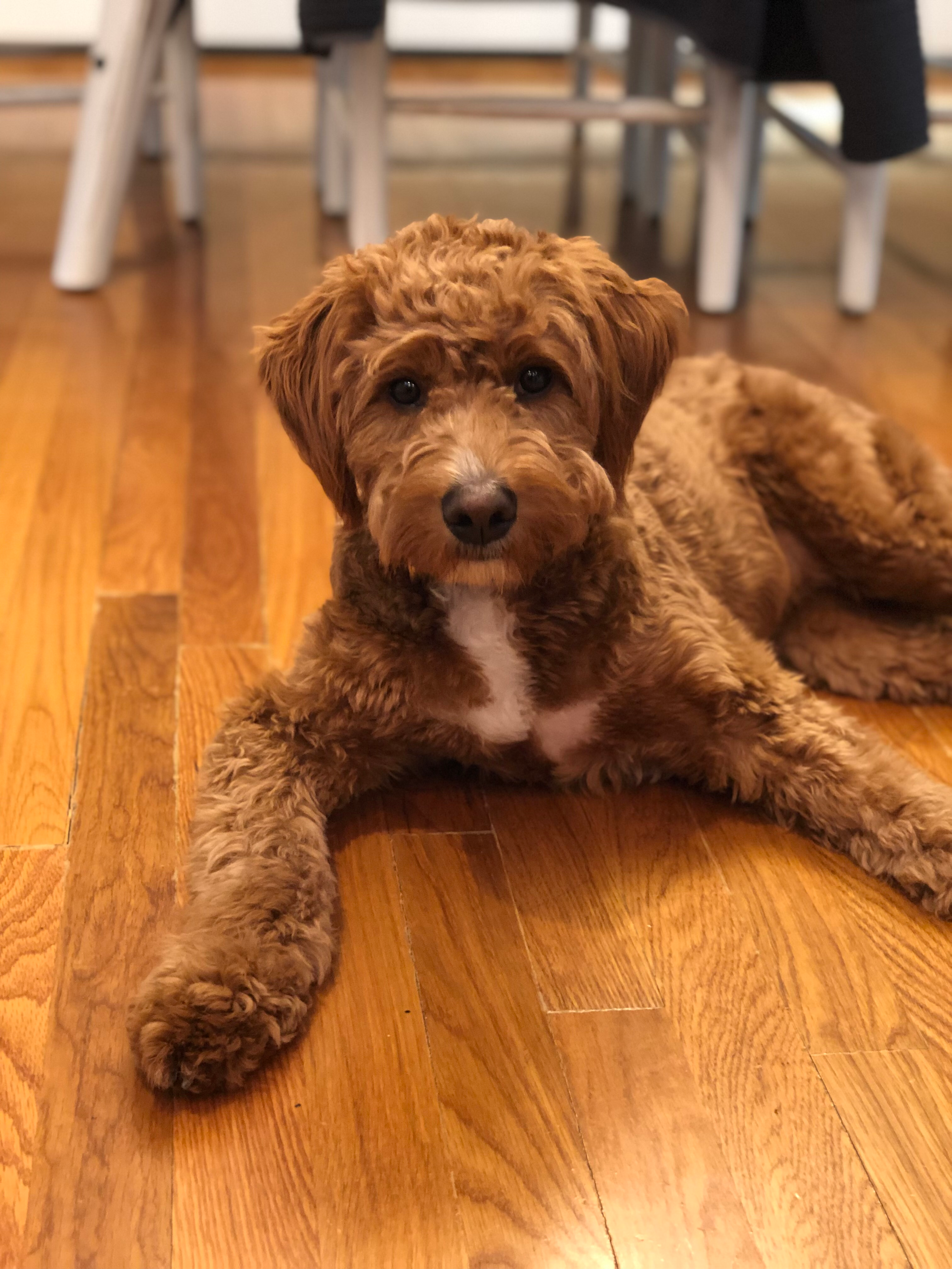 Sweet Mini Goldendoodle Baby