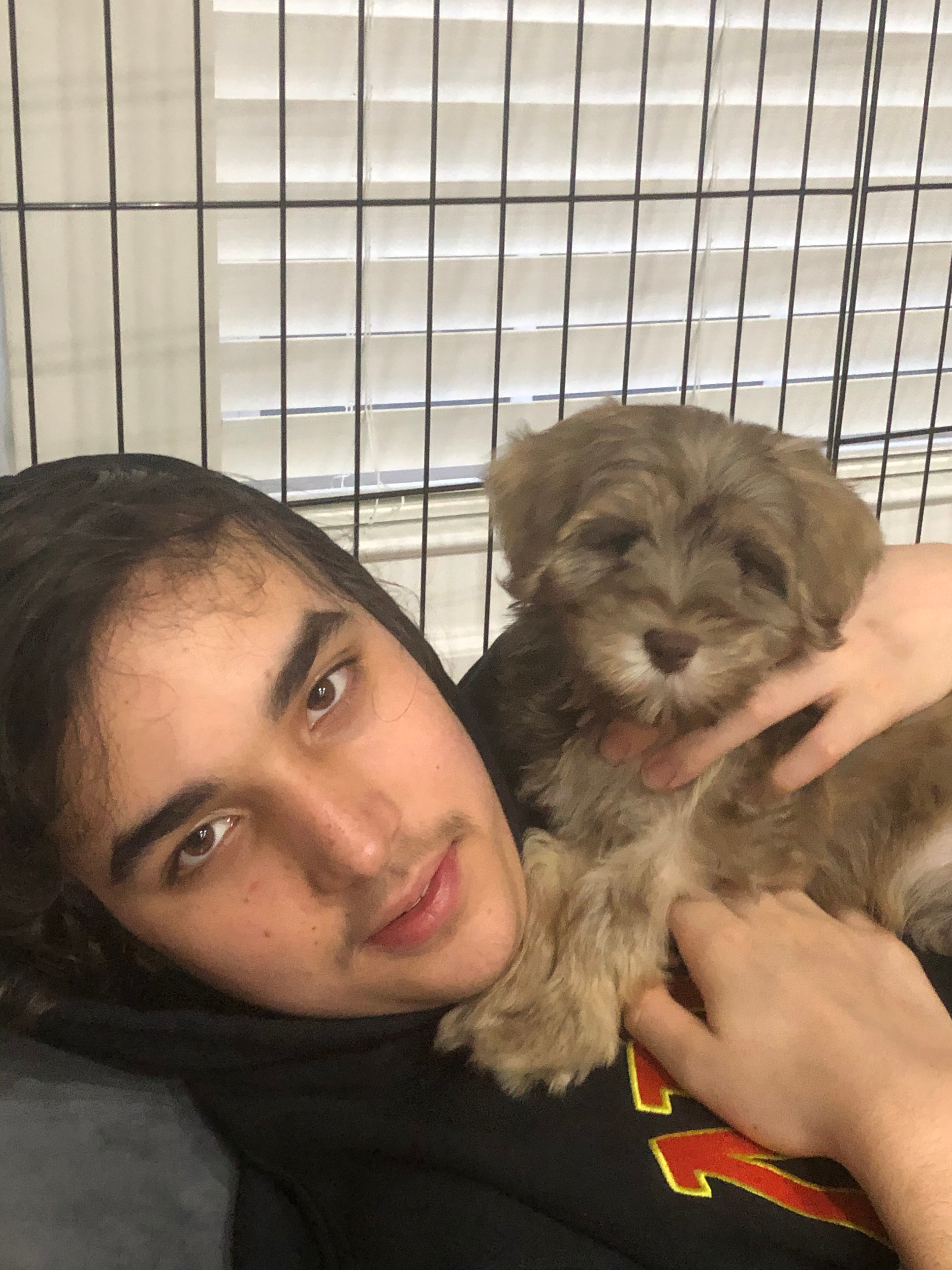 Mini Labradoodle Puppy for Adoption