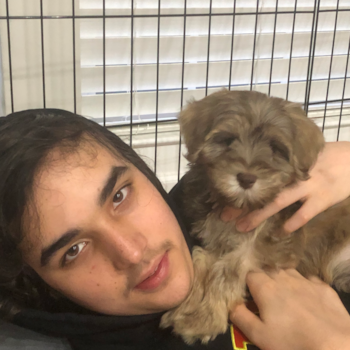 Sweet Mini Labradoodle Pup in Fredericksburg VA