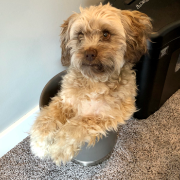 Mini Labradoodle Being Cute