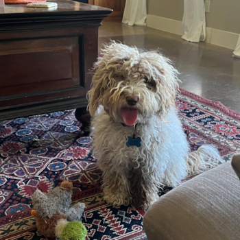 Cute Mini Labradoodle Pup in Georgetown TX