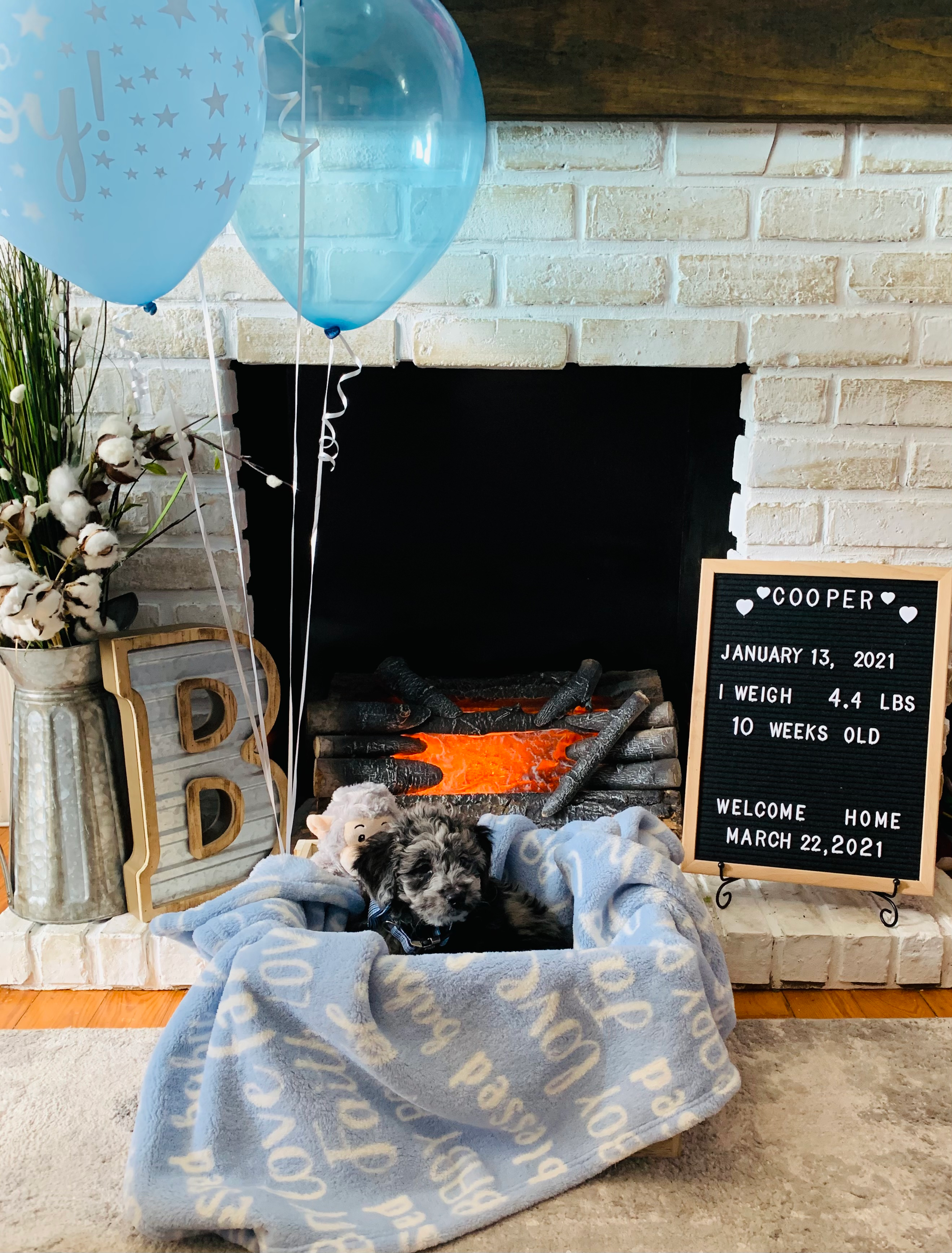 Best Mini Sheepadoodle Baby