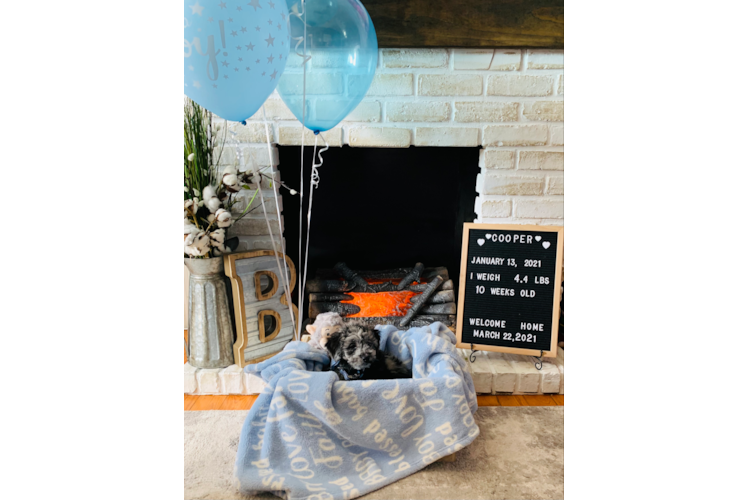 Best Mini Sheepadoodle Baby