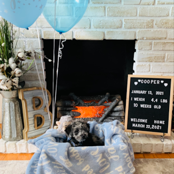 Fall River Mini Sheepadoodle Pup