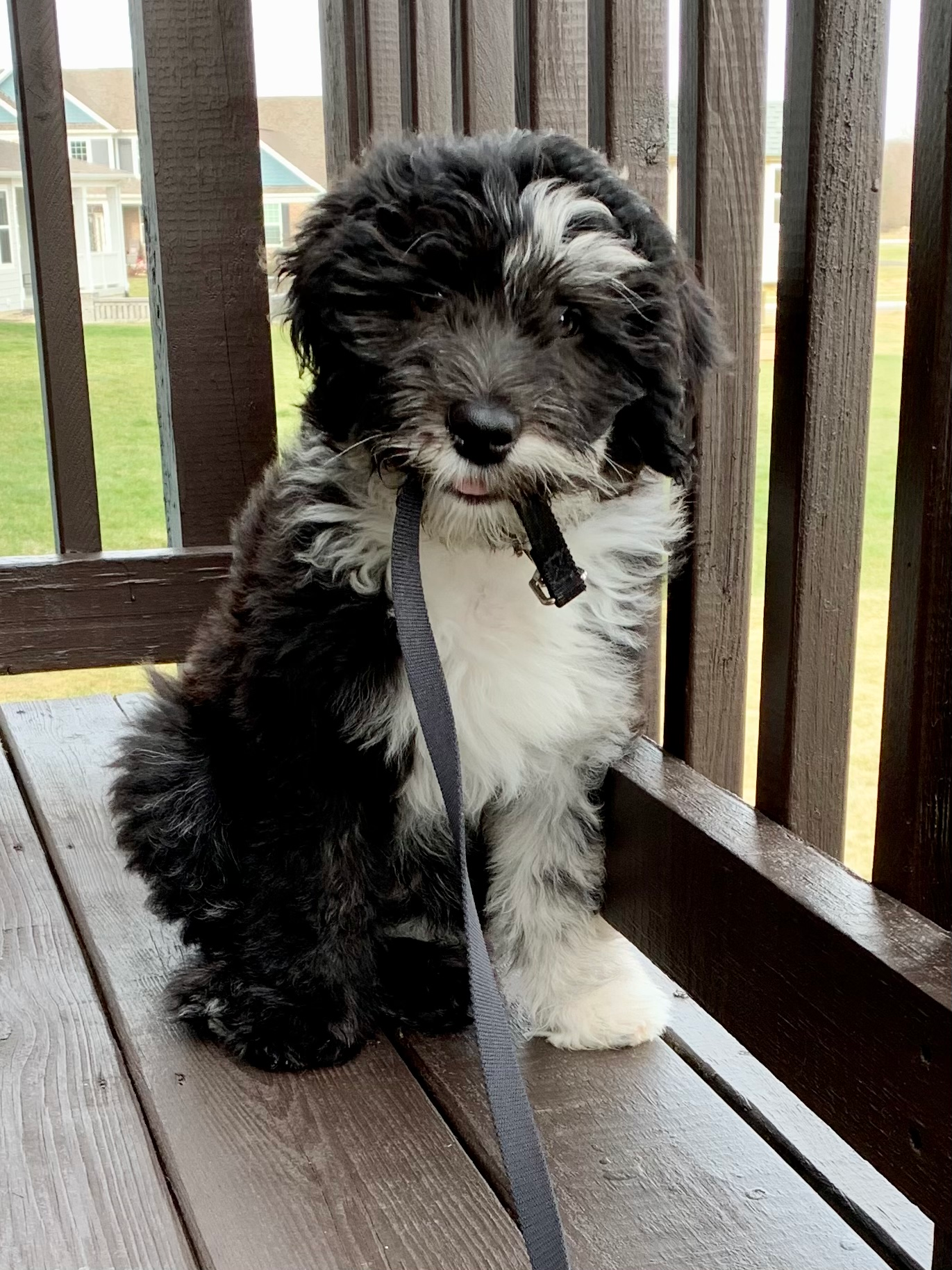 Mini Sheepadoodle Pup Being Cute