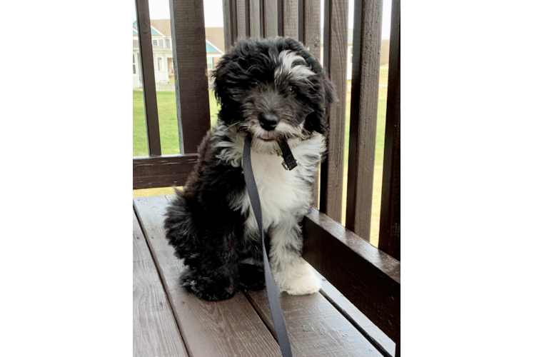 Mini Sheepadoodle Pup Being Cute