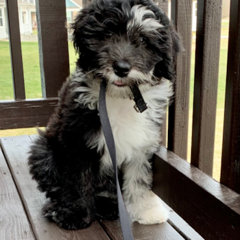 Fluffy Mini Sheepadoodle Poodle Mix Pup