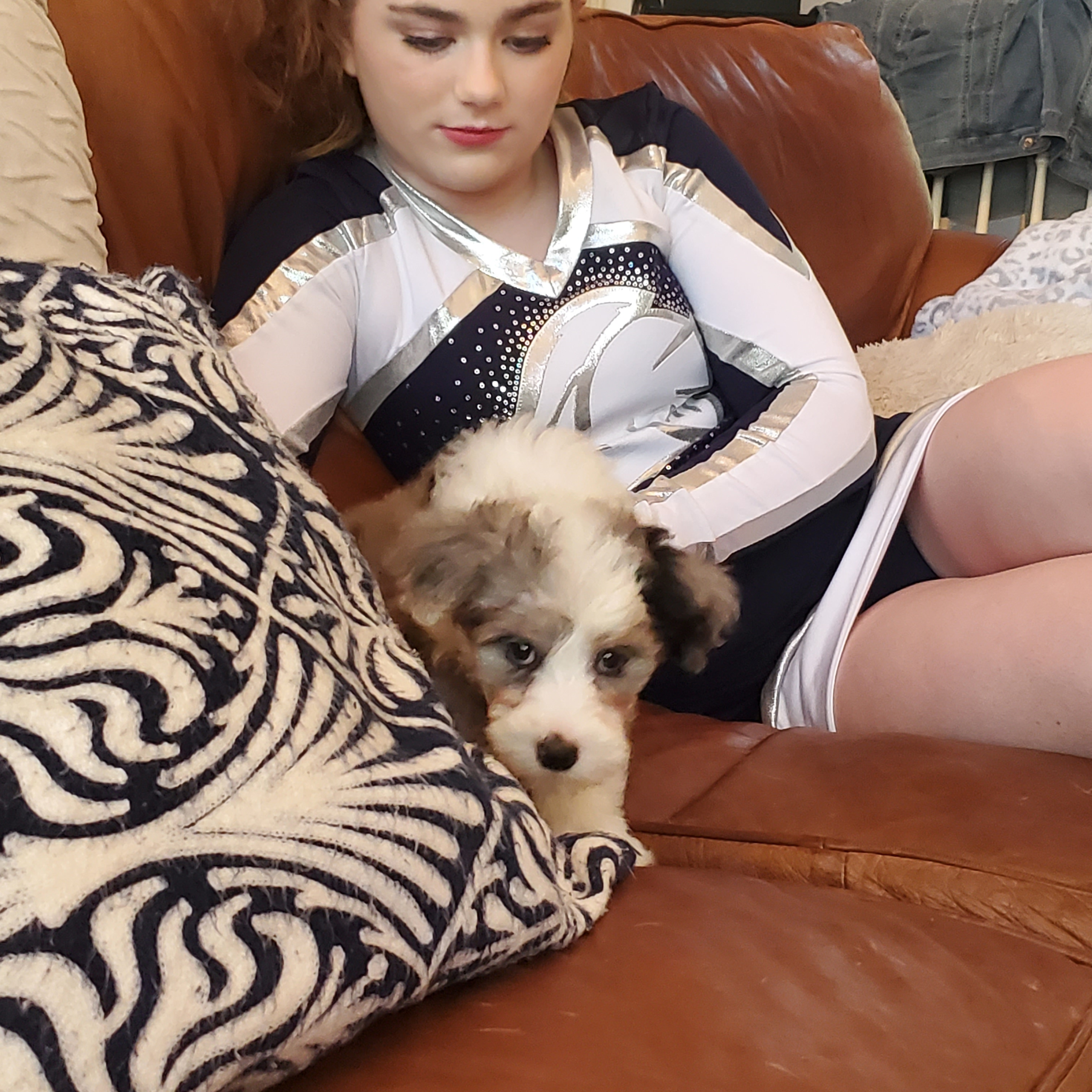 Best Mini Sheepadoodle Baby