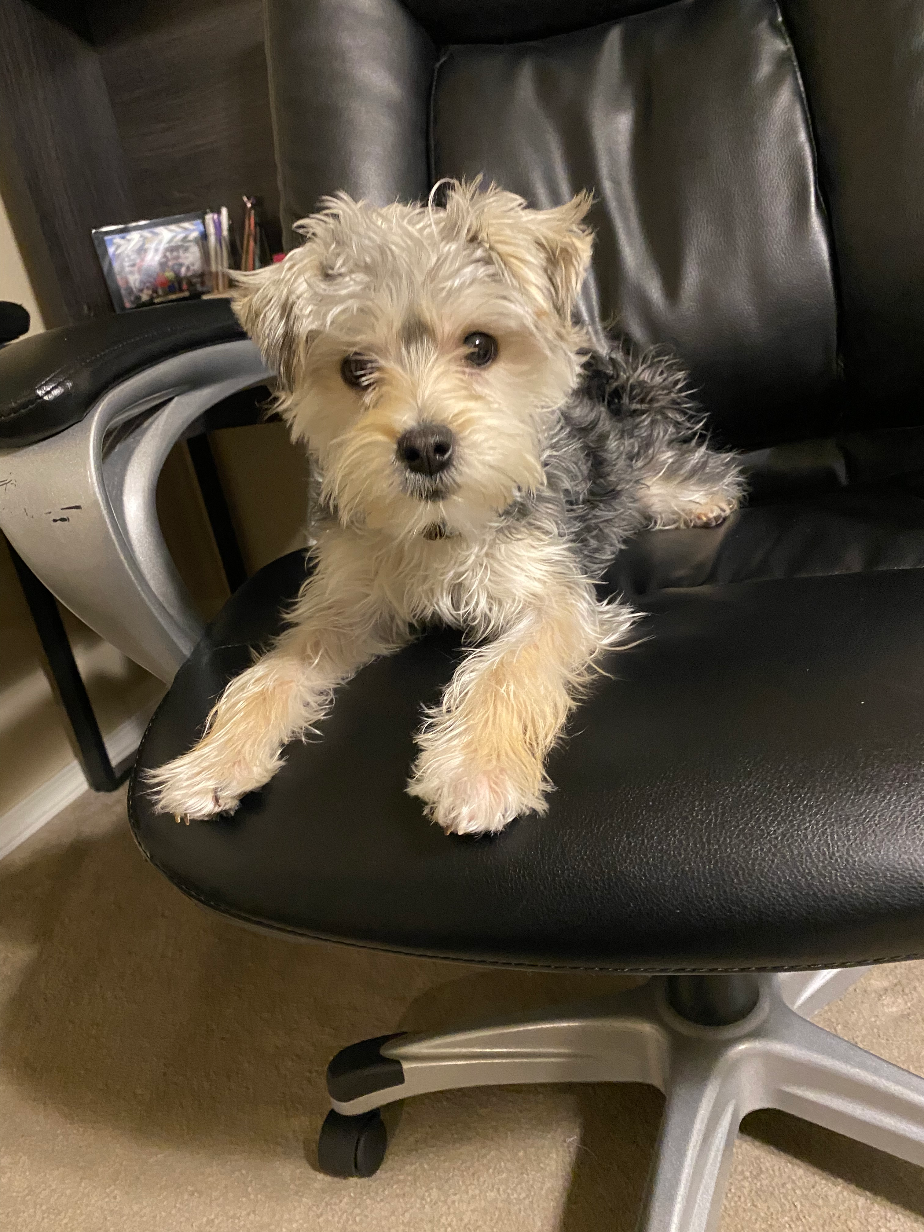Happy Morkie Baby