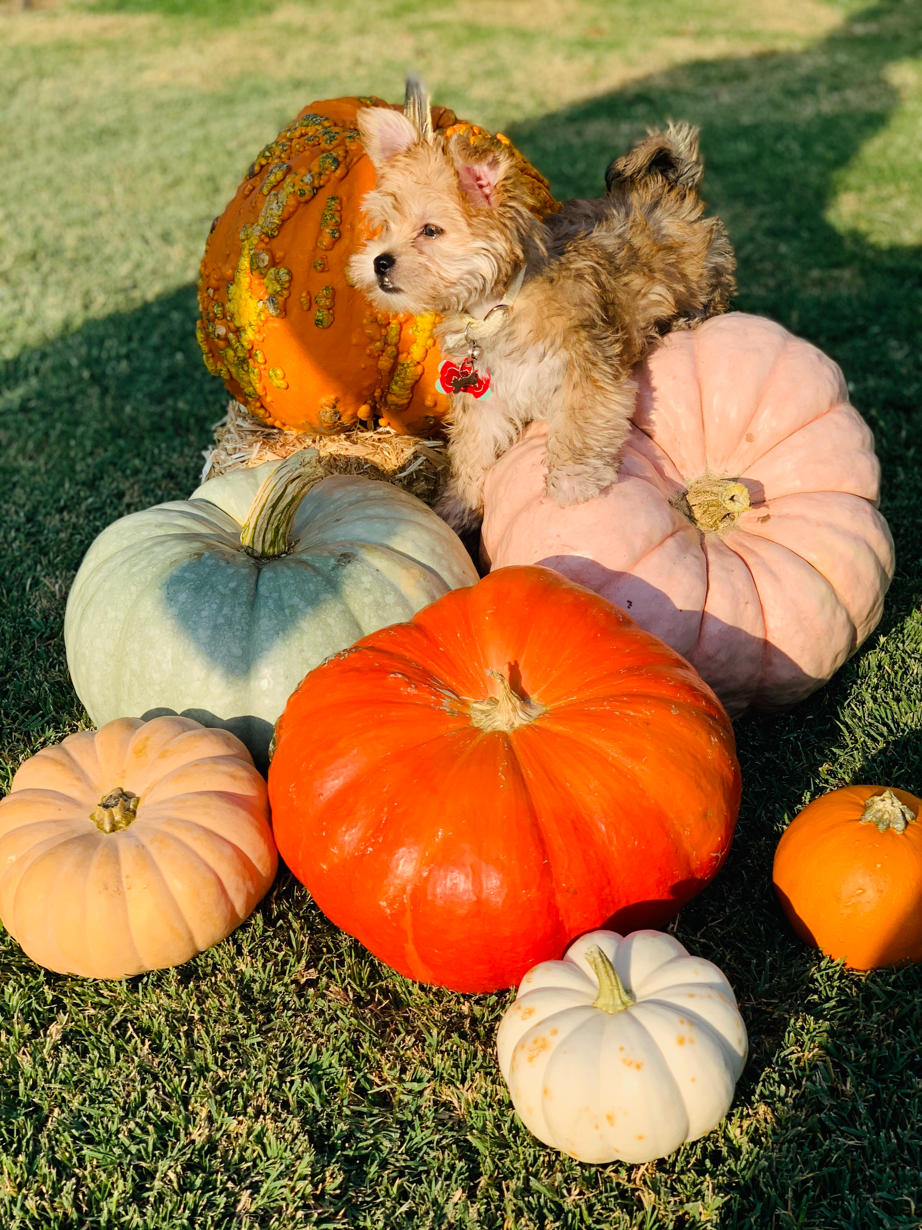 Best Morkie Baby