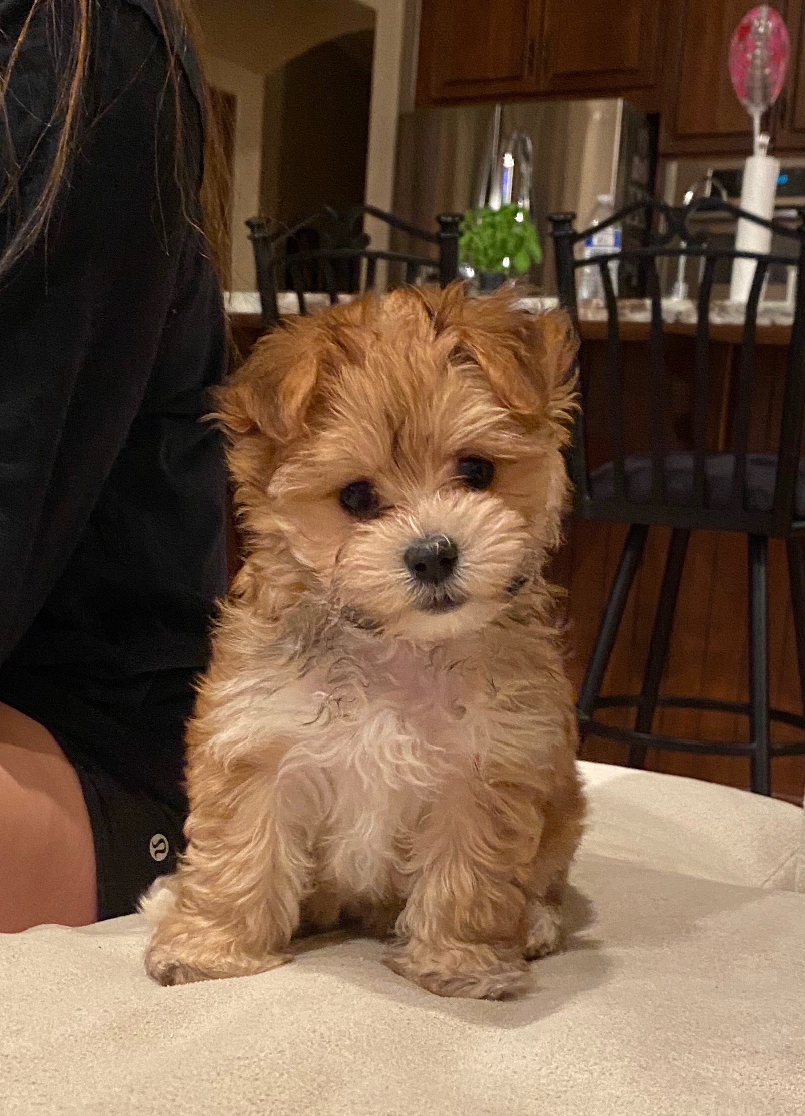 Morkie Pup Being Cute