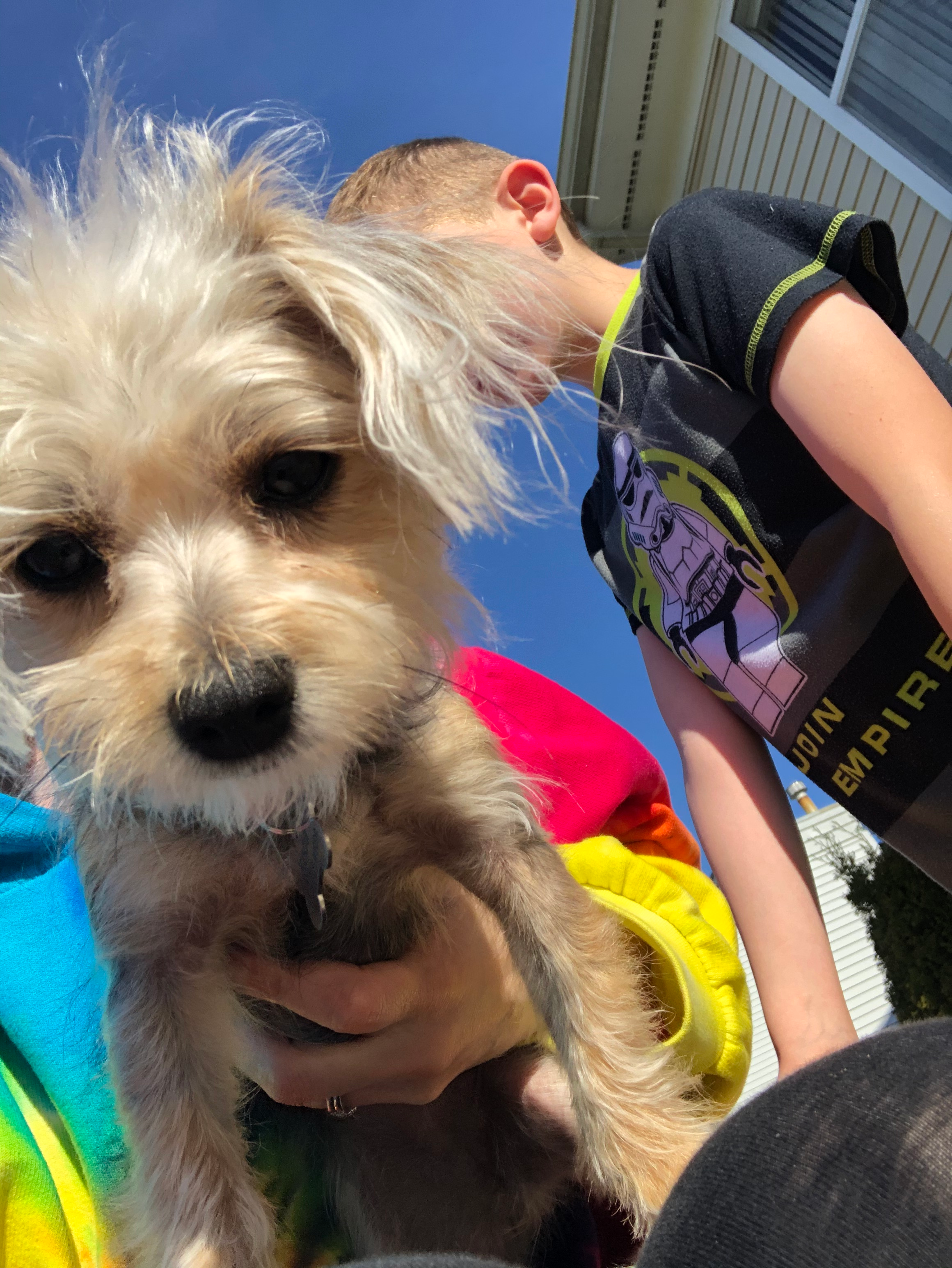 Morkie Pup Being Cute