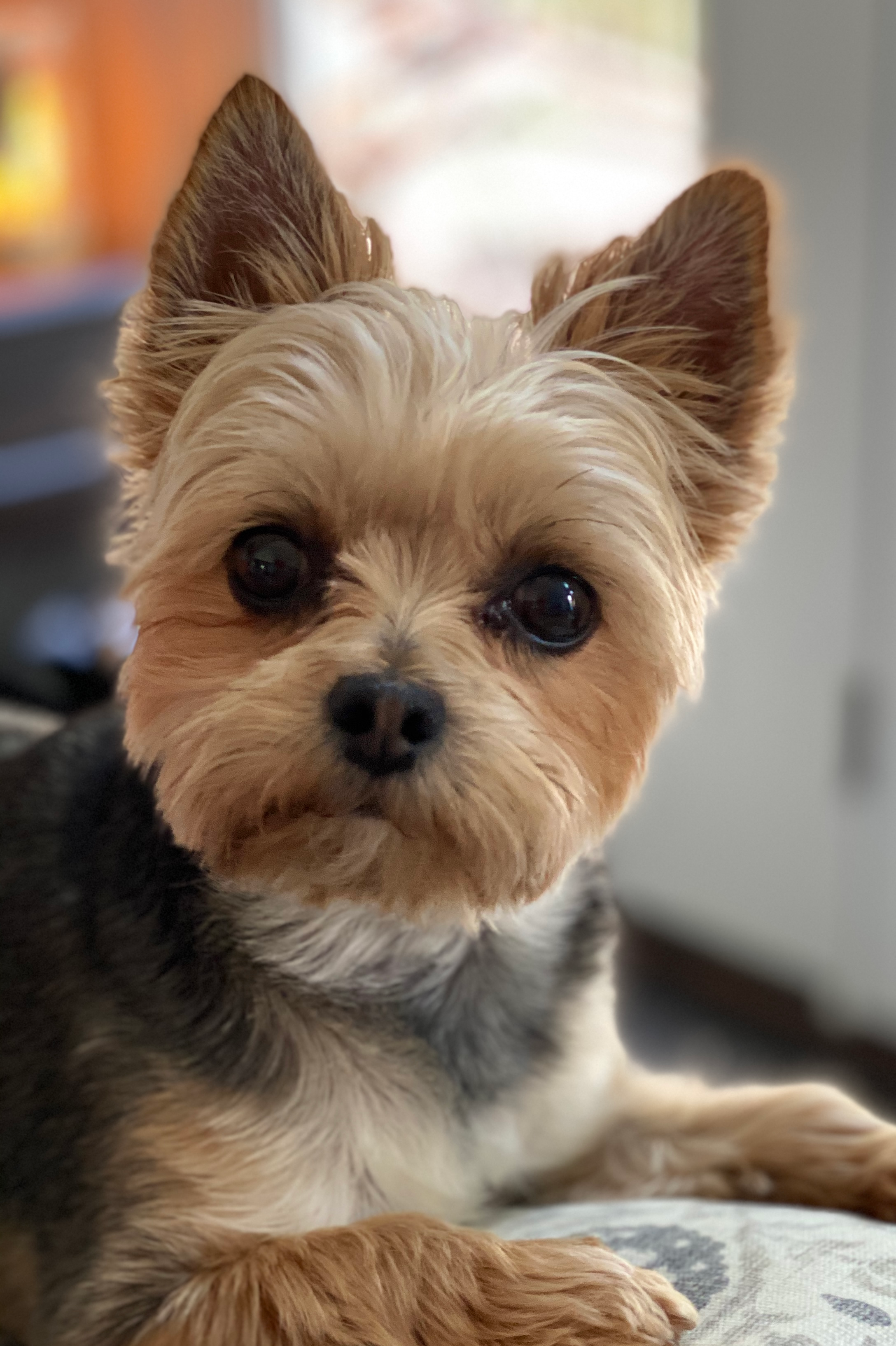 Morkie Puppy for Adoption