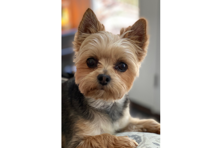 Morkie Puppy for Adoption