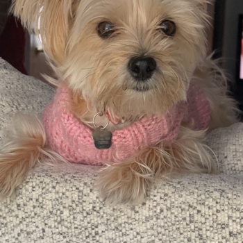 Popular Morkie Designer Pup