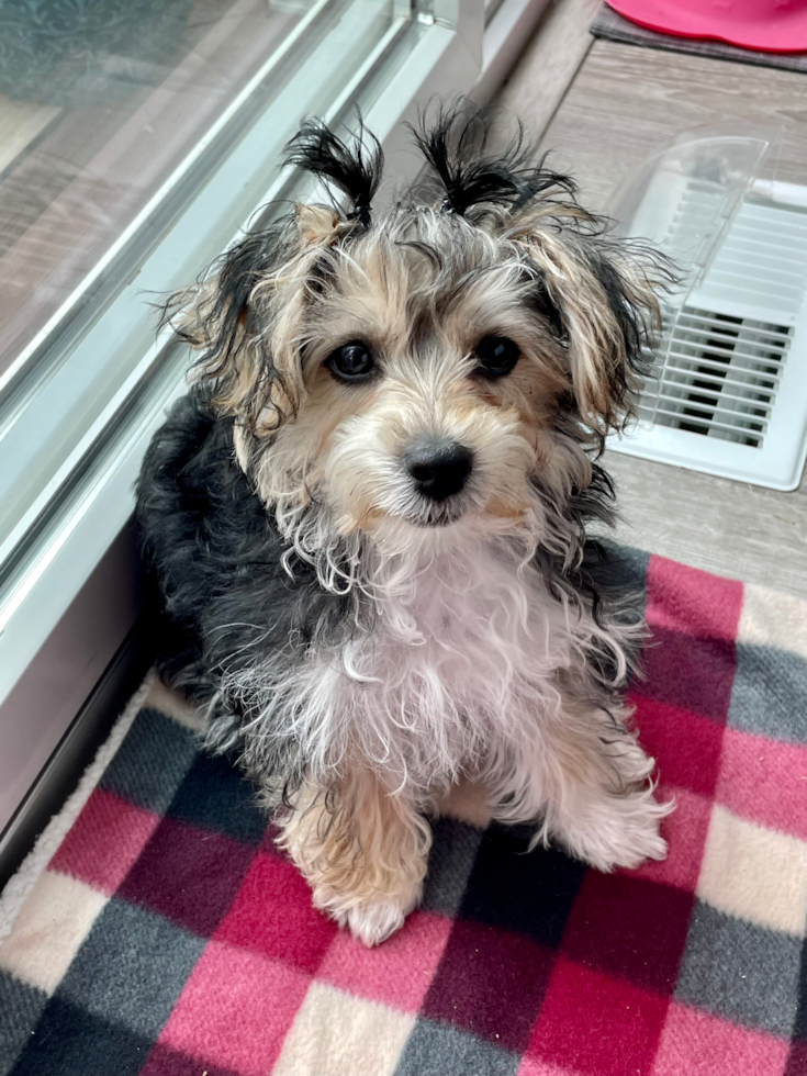 Adorable Yorkie Designer Pup
