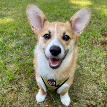 Woonsocket Pembroke Welsh Corgi Pup
