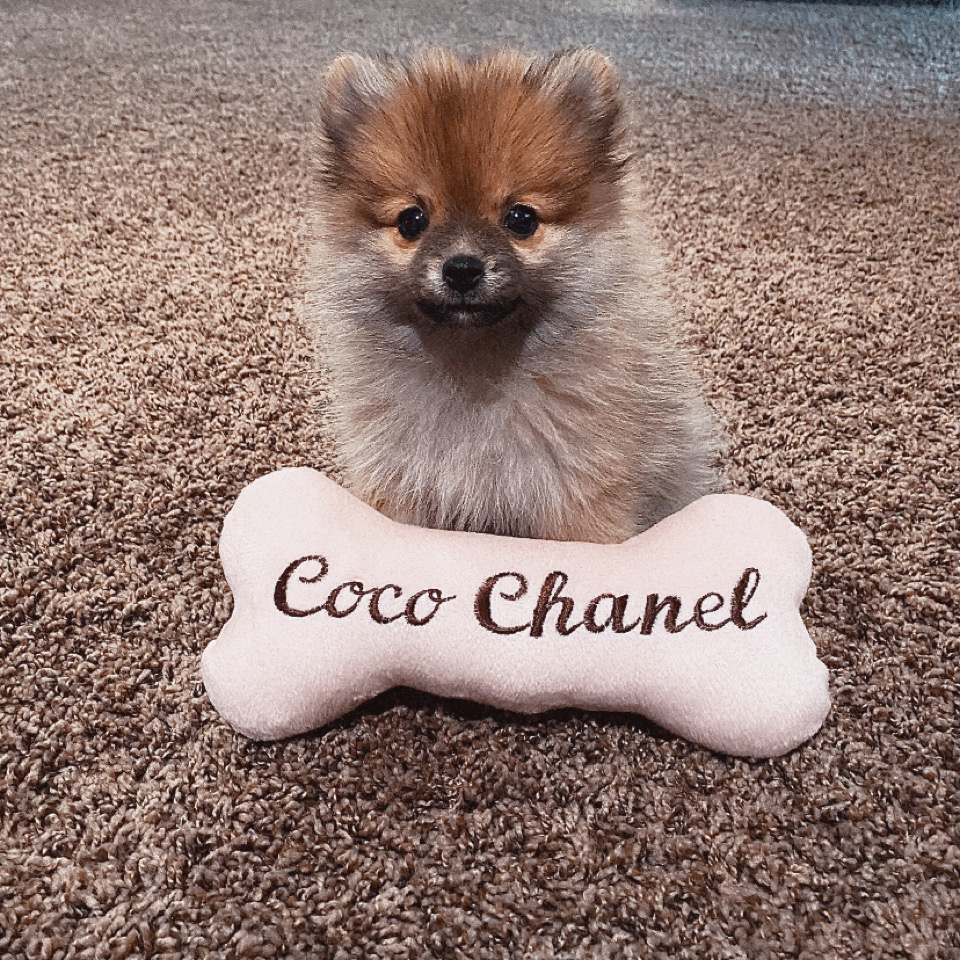 Popular Pomeranian Purebred Pup