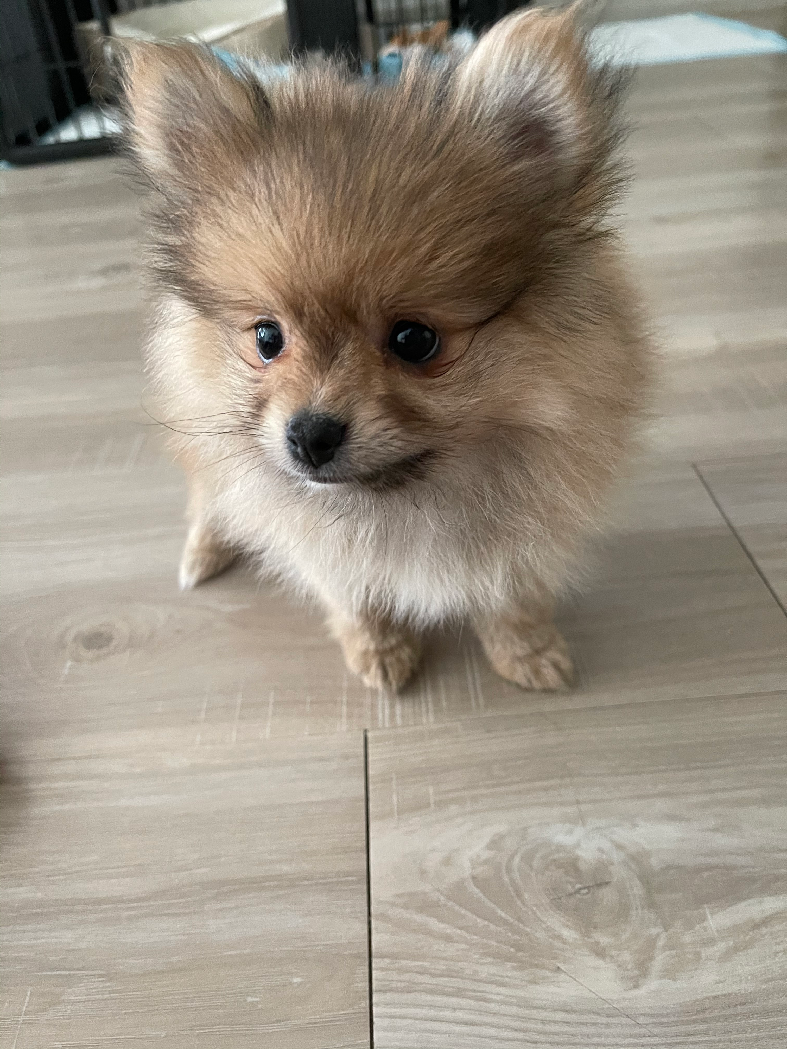 Fluffy Pomeranian Purebred Puppy