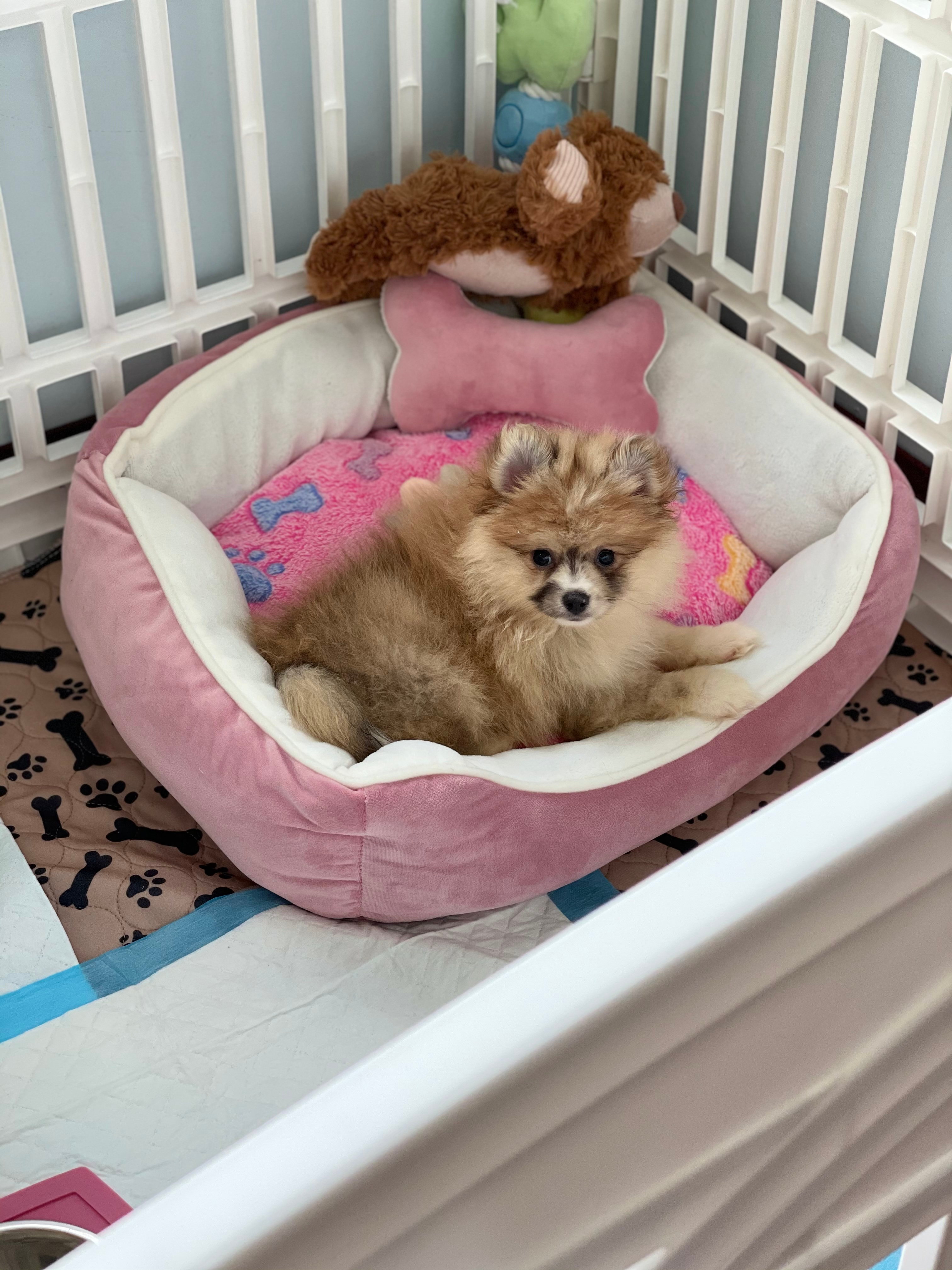 Pomeranian Puppy for Adoption
