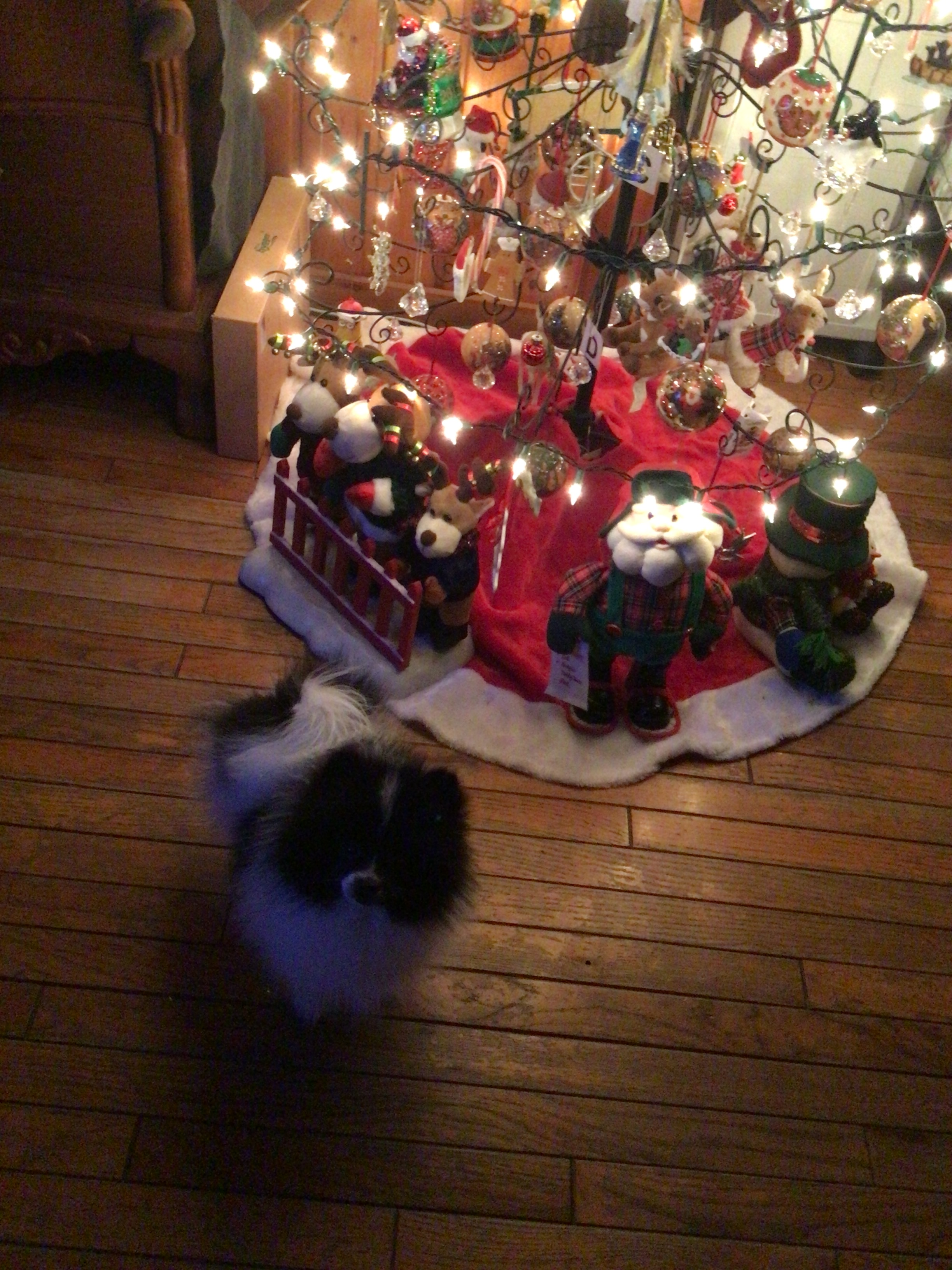 Pomeranian Puppy for Adoption