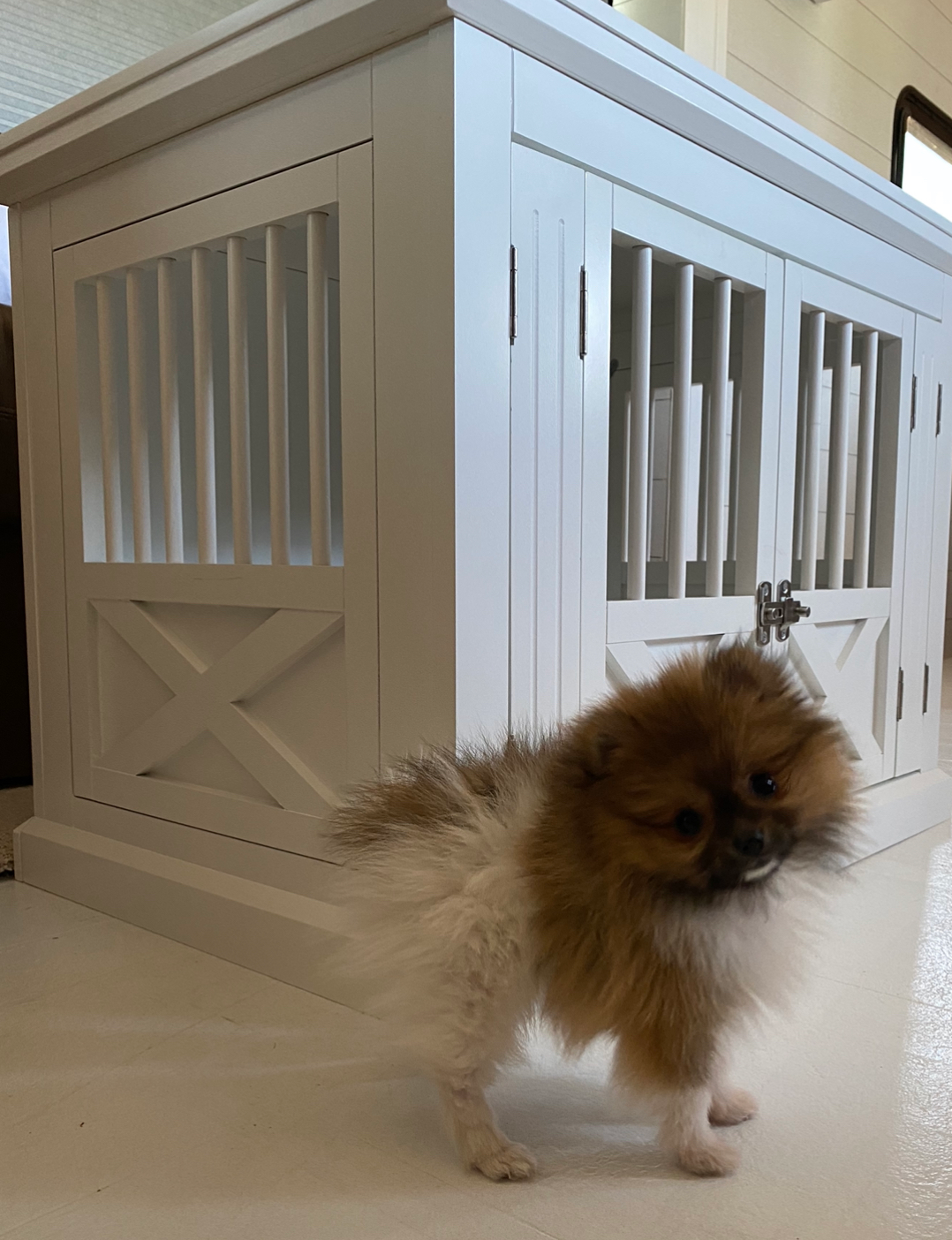 Smart Pomeranian Purebred Puppy