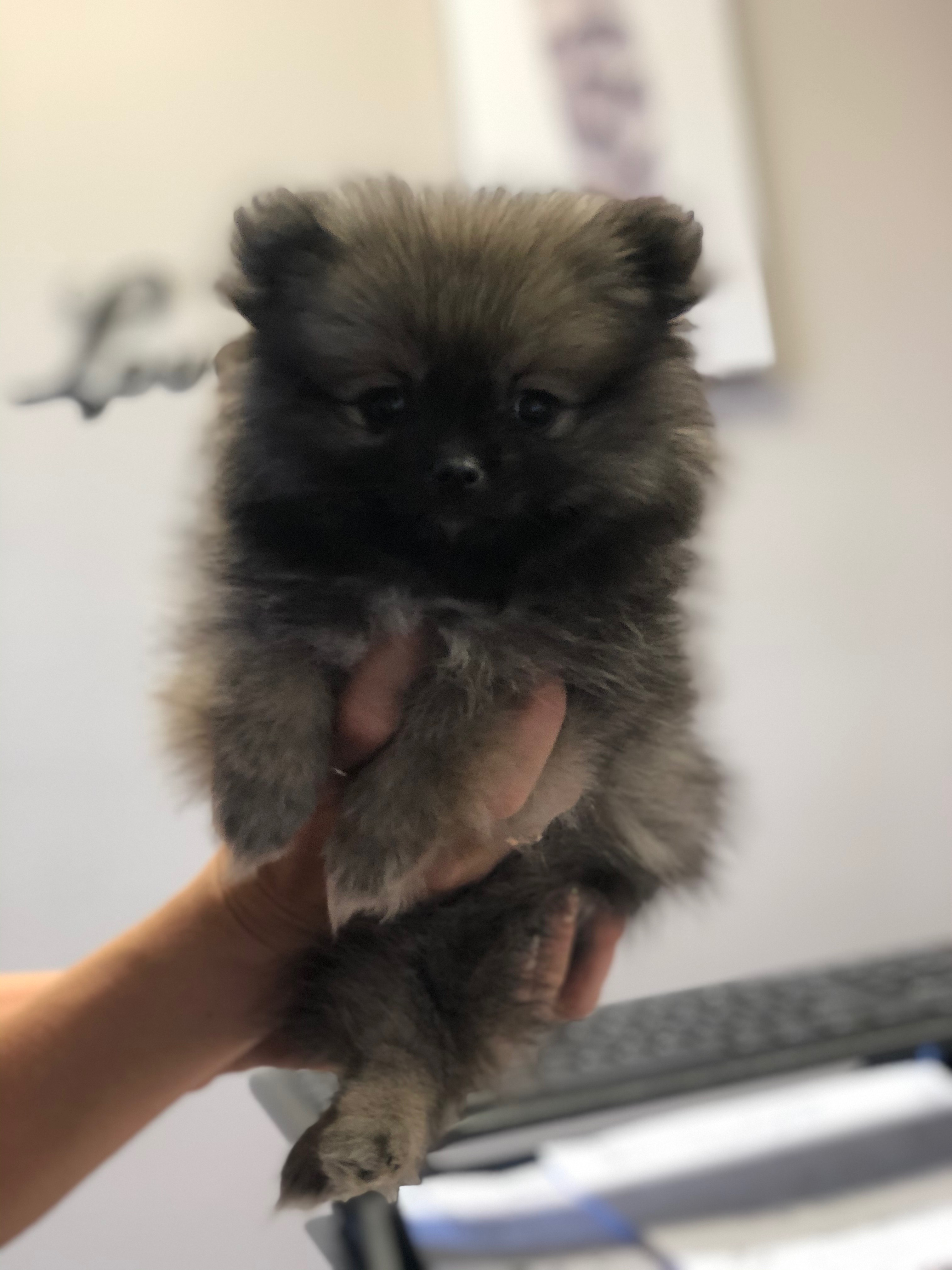 Playful Pomeranian Purebred Pup
