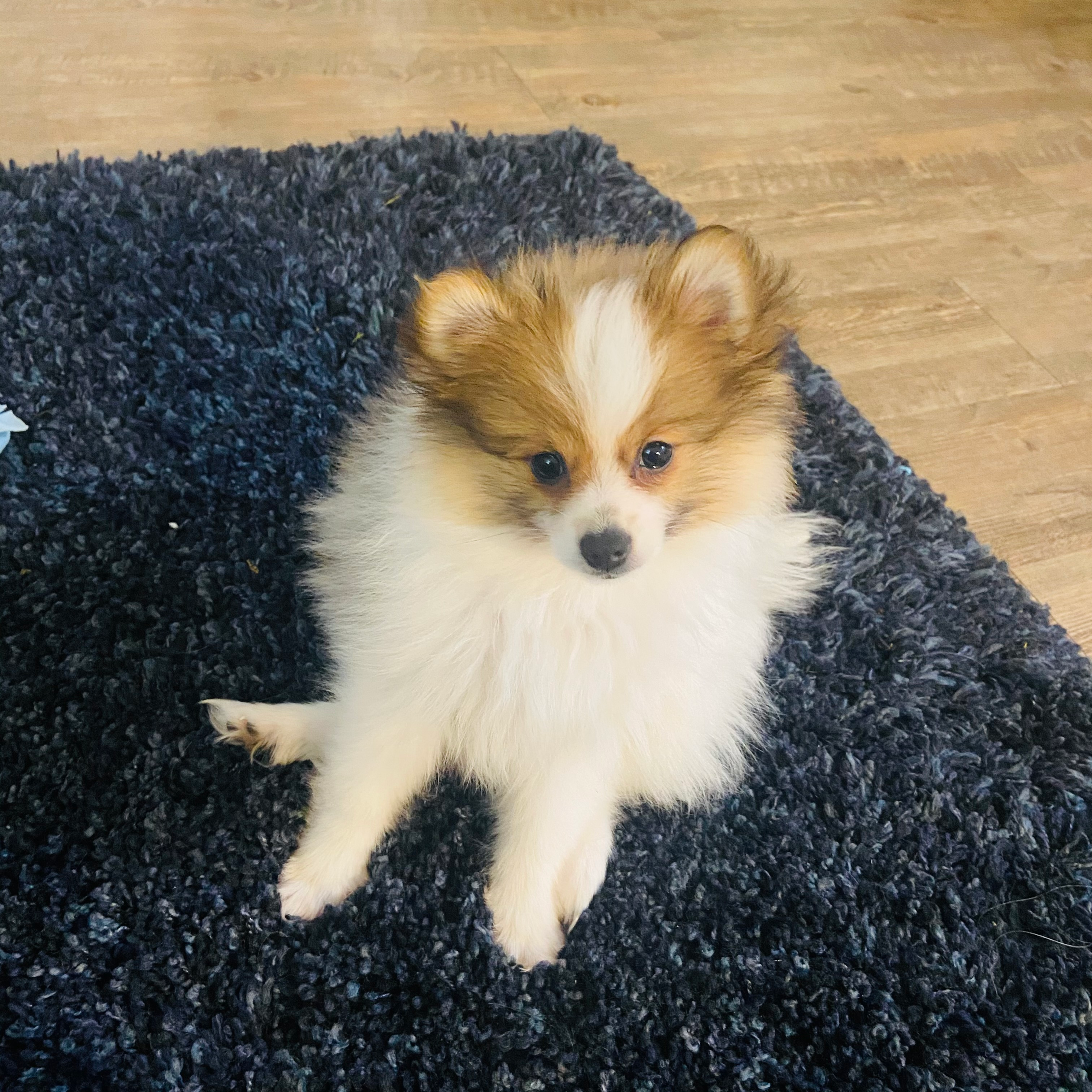 Sweet Pomeranian Purebred Puppy