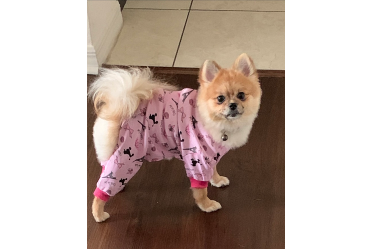Akc Registered Pomeranian Purebred Pup