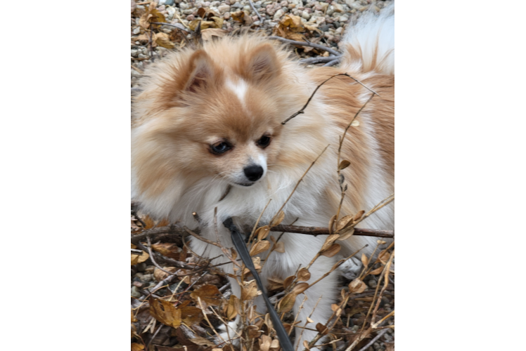 Akc Registered Pomeranian Baby