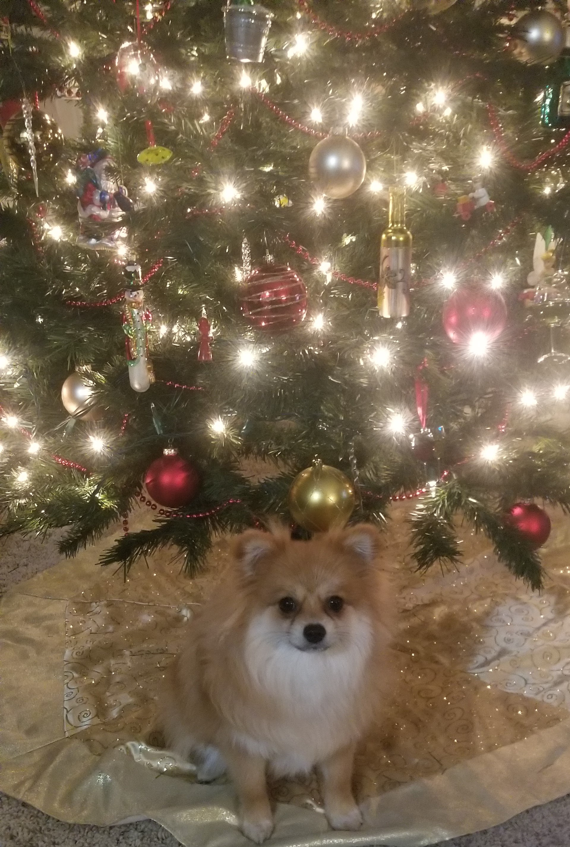 Friendly Pomeranian Purebred Pup
