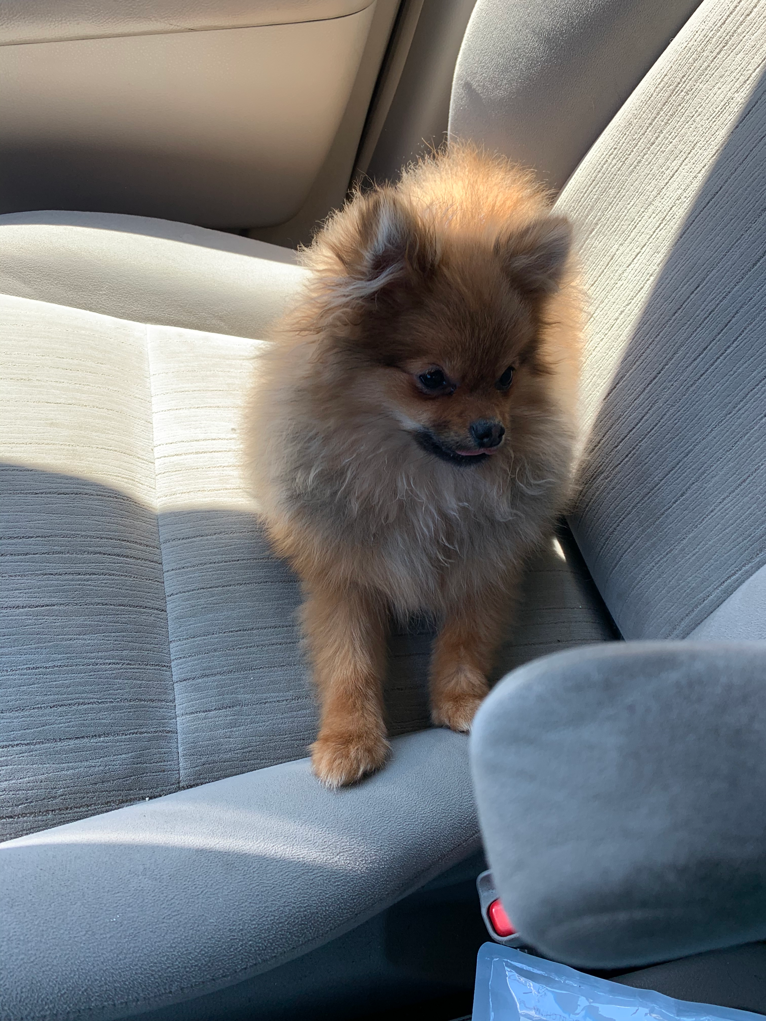 Pomeranian Pup Being Cute
