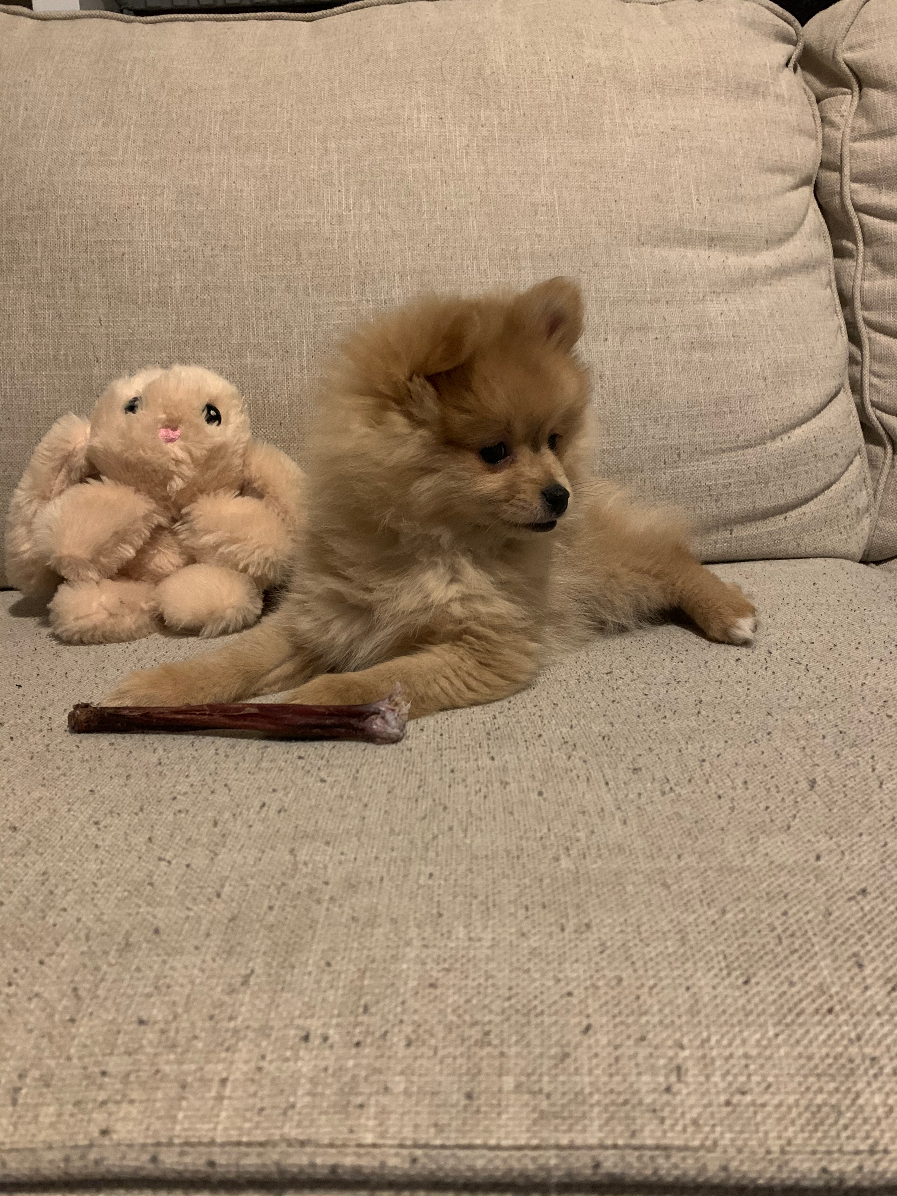 Happy Pomeranian Purebred Puppy