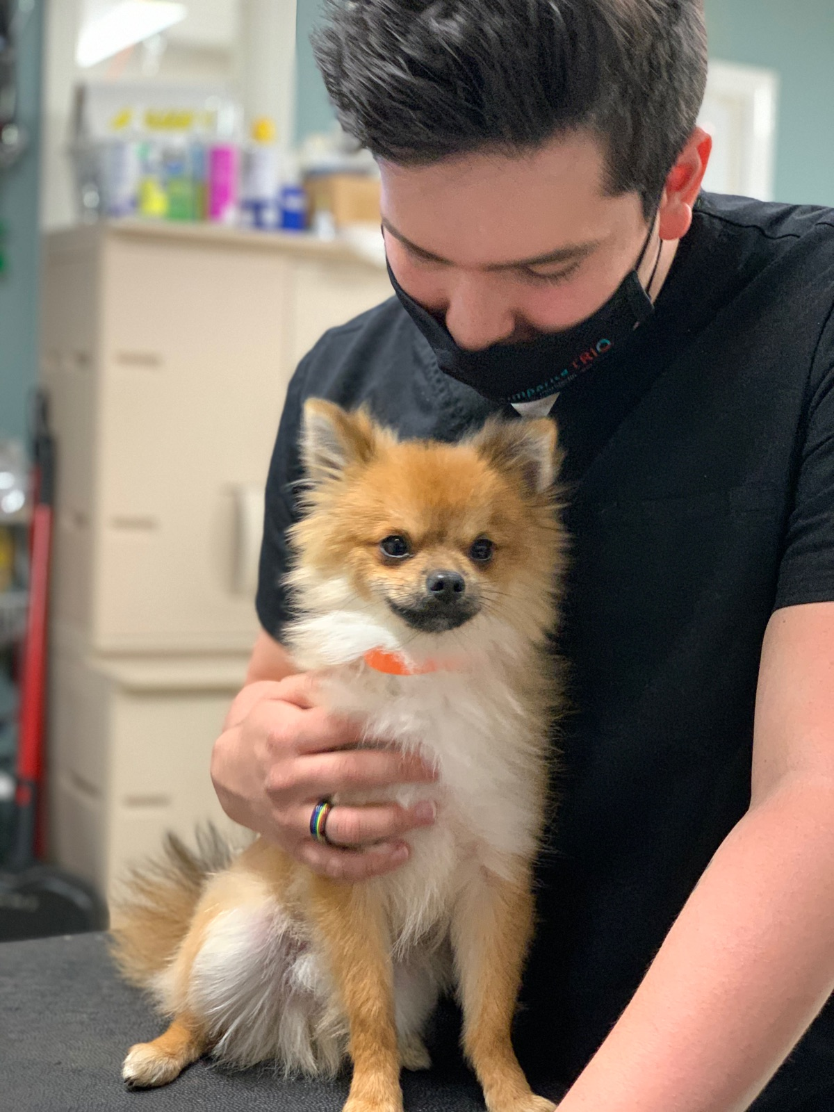 Hypoallergenic Pomeranian Baby