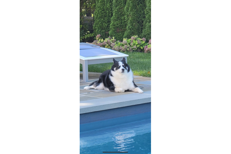 Funny Pomsky Designer Pup