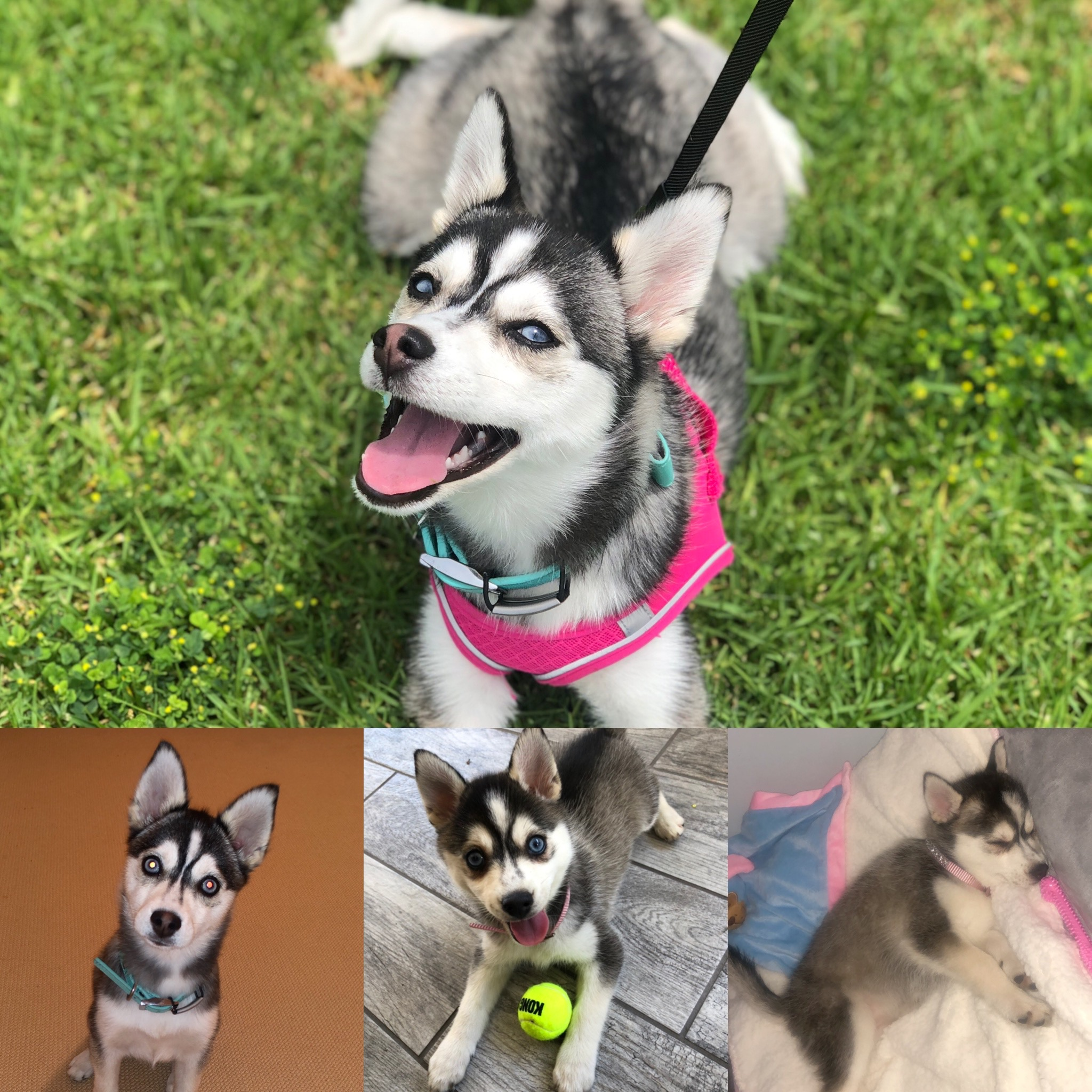 Pomsky Puppy for Adoption
