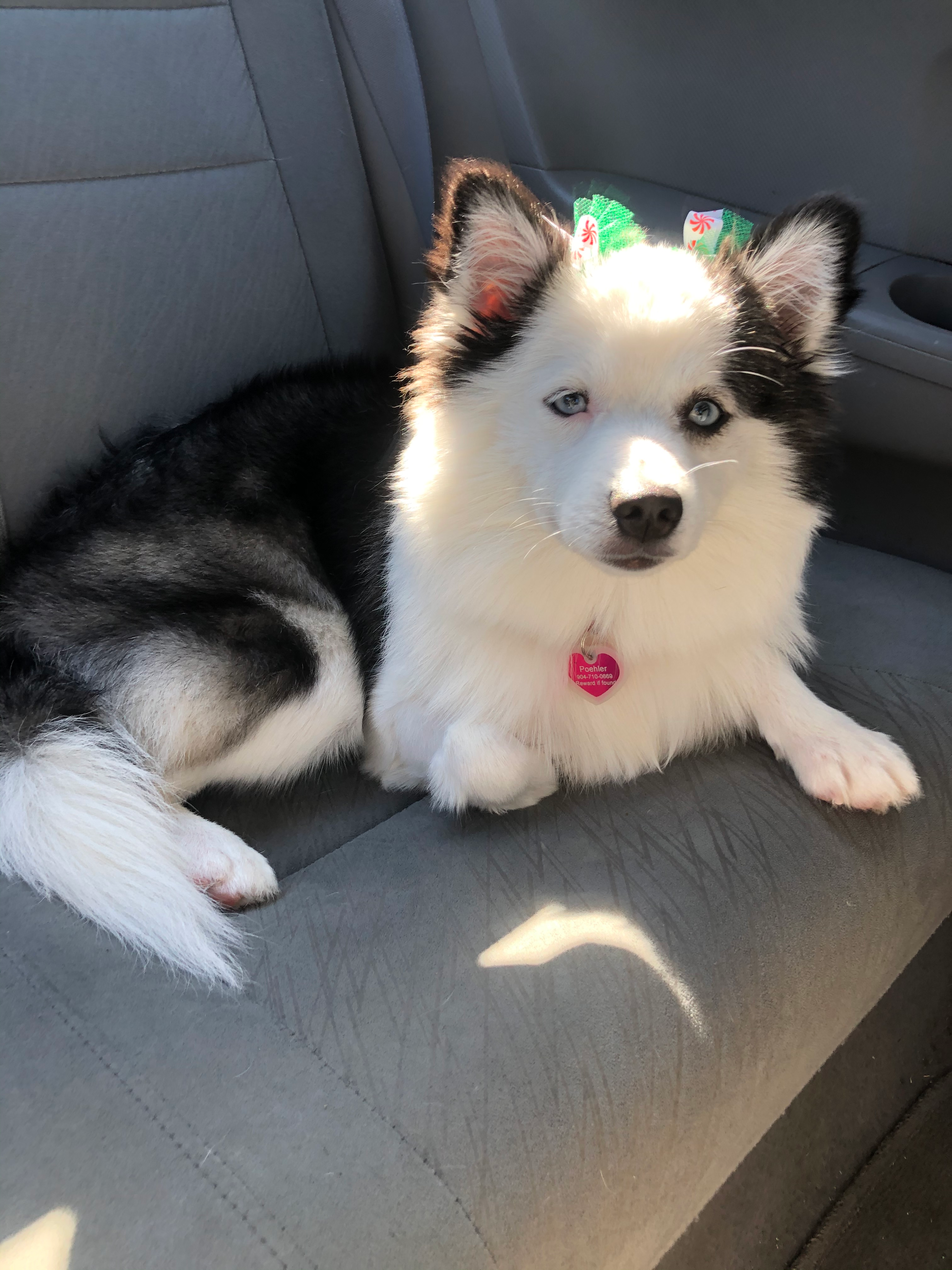 Adorable Mini Husky Designer Puppy