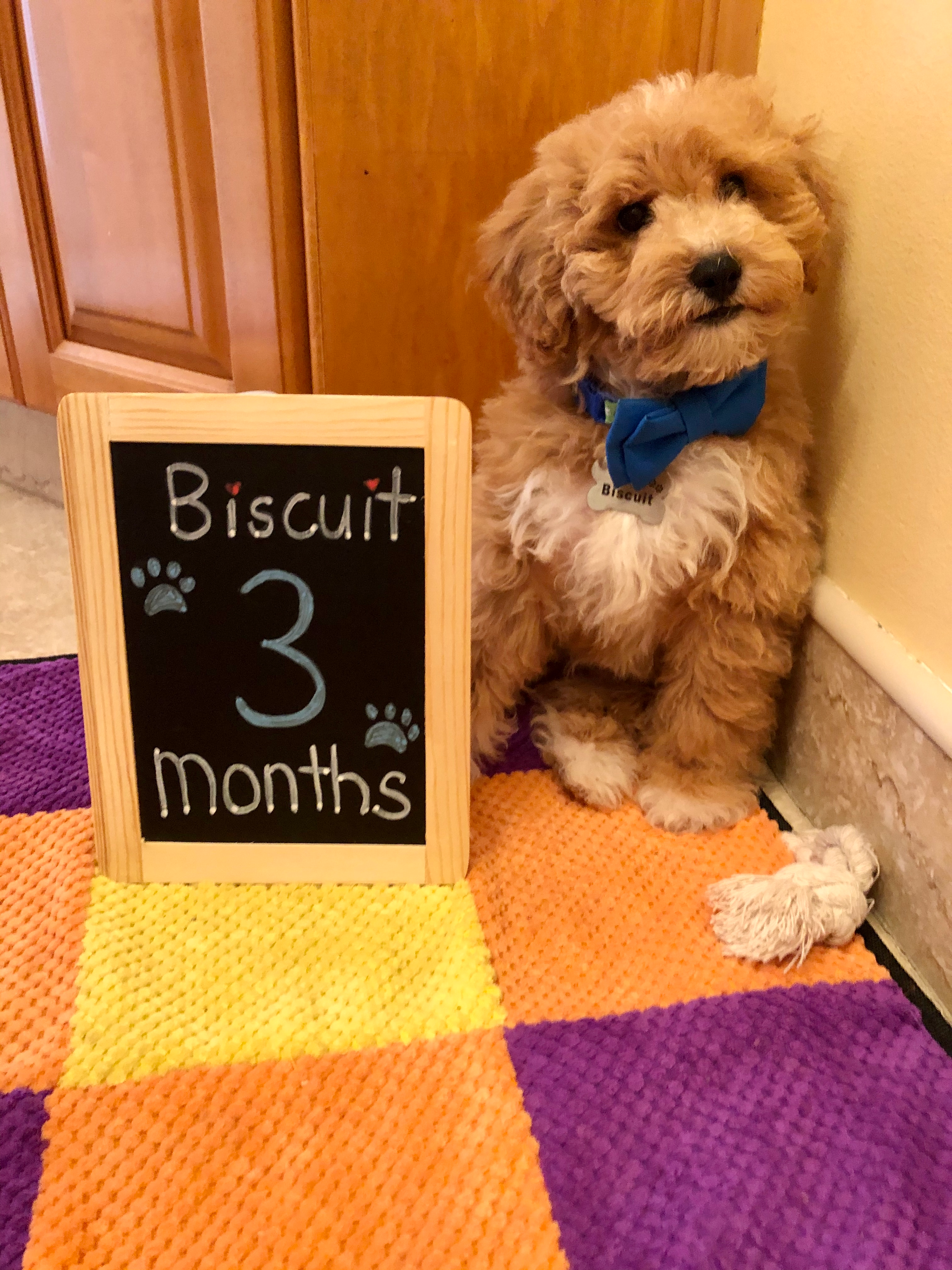 Cute Poochon Baby