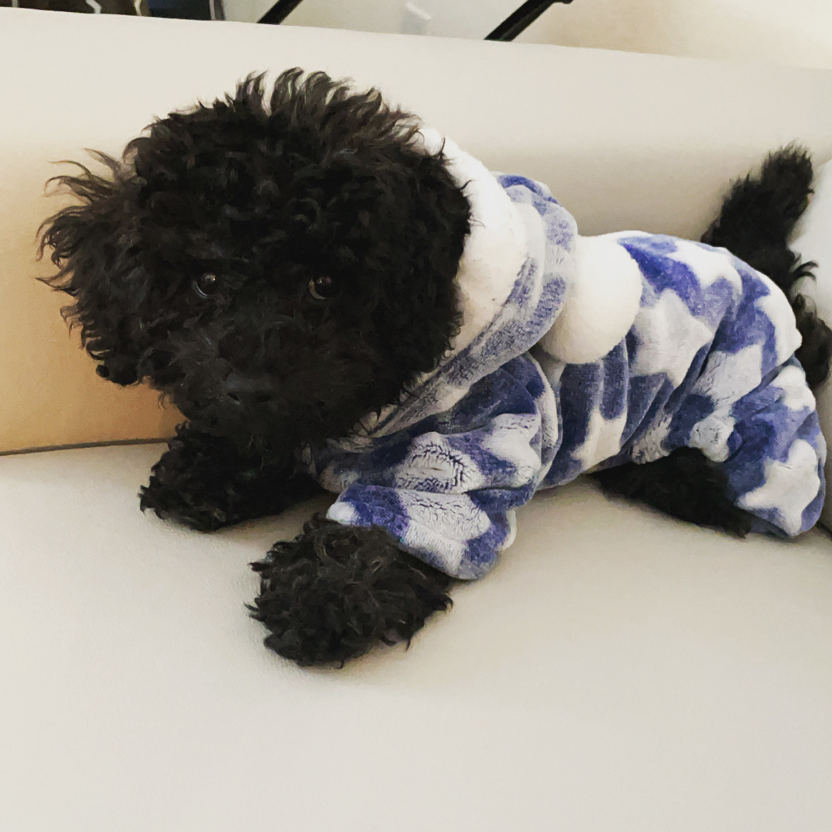 Smart Poochon Poodle Mix Pup