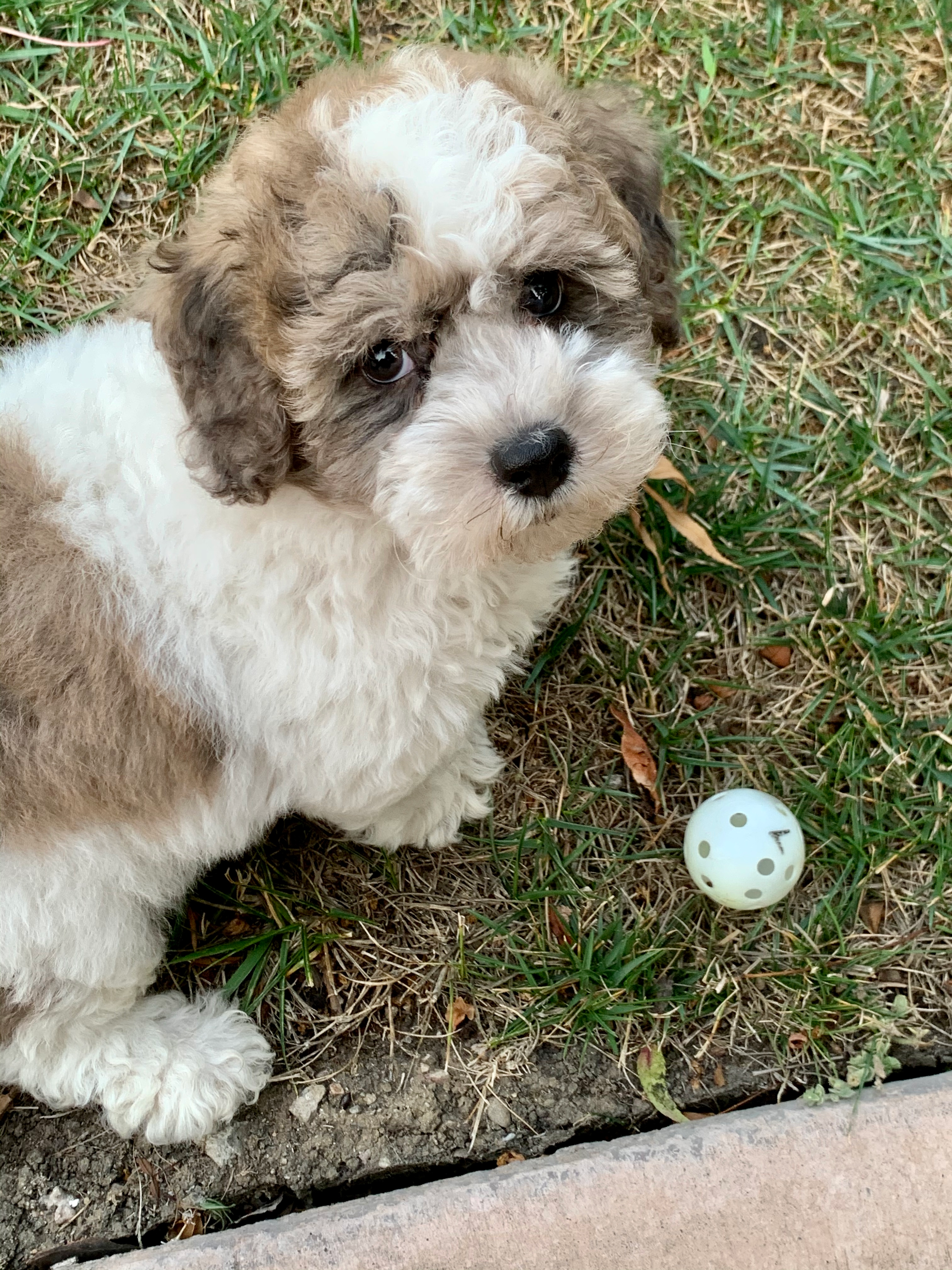 Best Poochon Baby