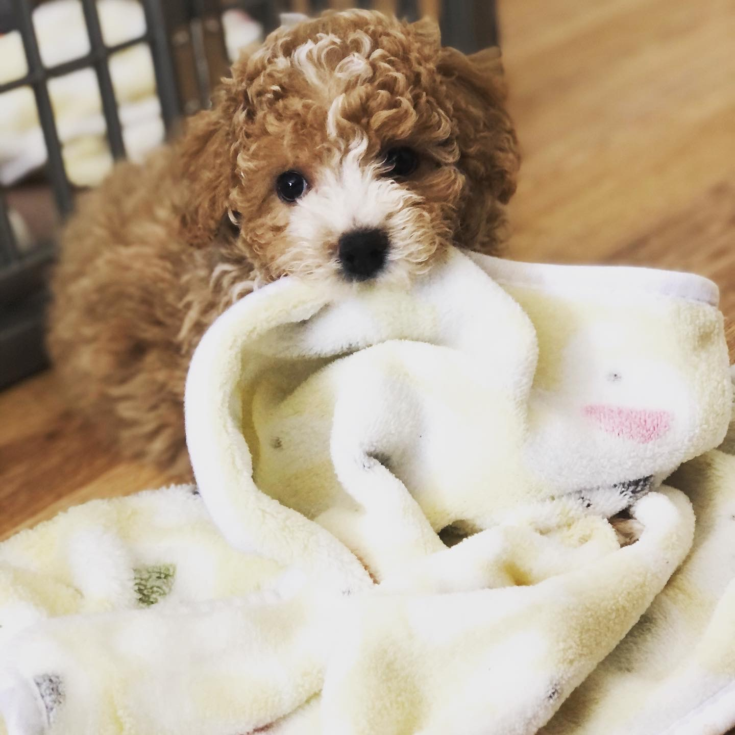 Poochon Puppy for Adoption