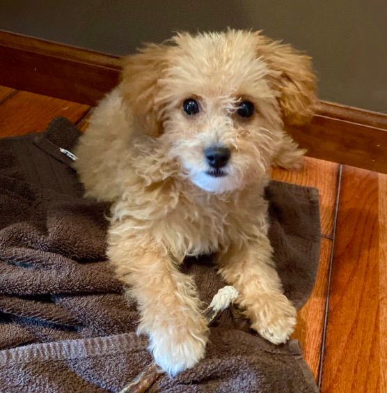 Best Poochon Baby