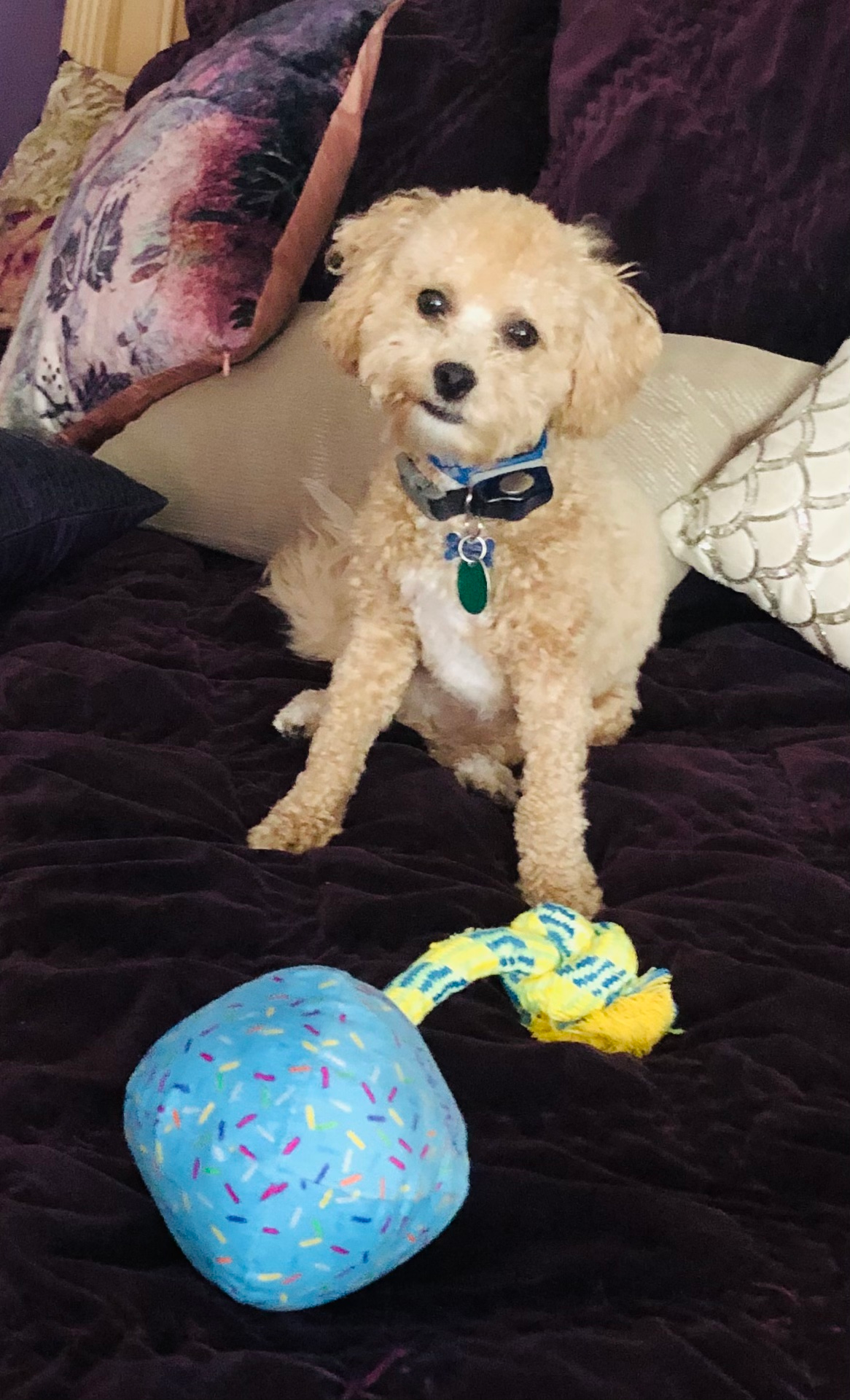 Poochon Pup Being Cute