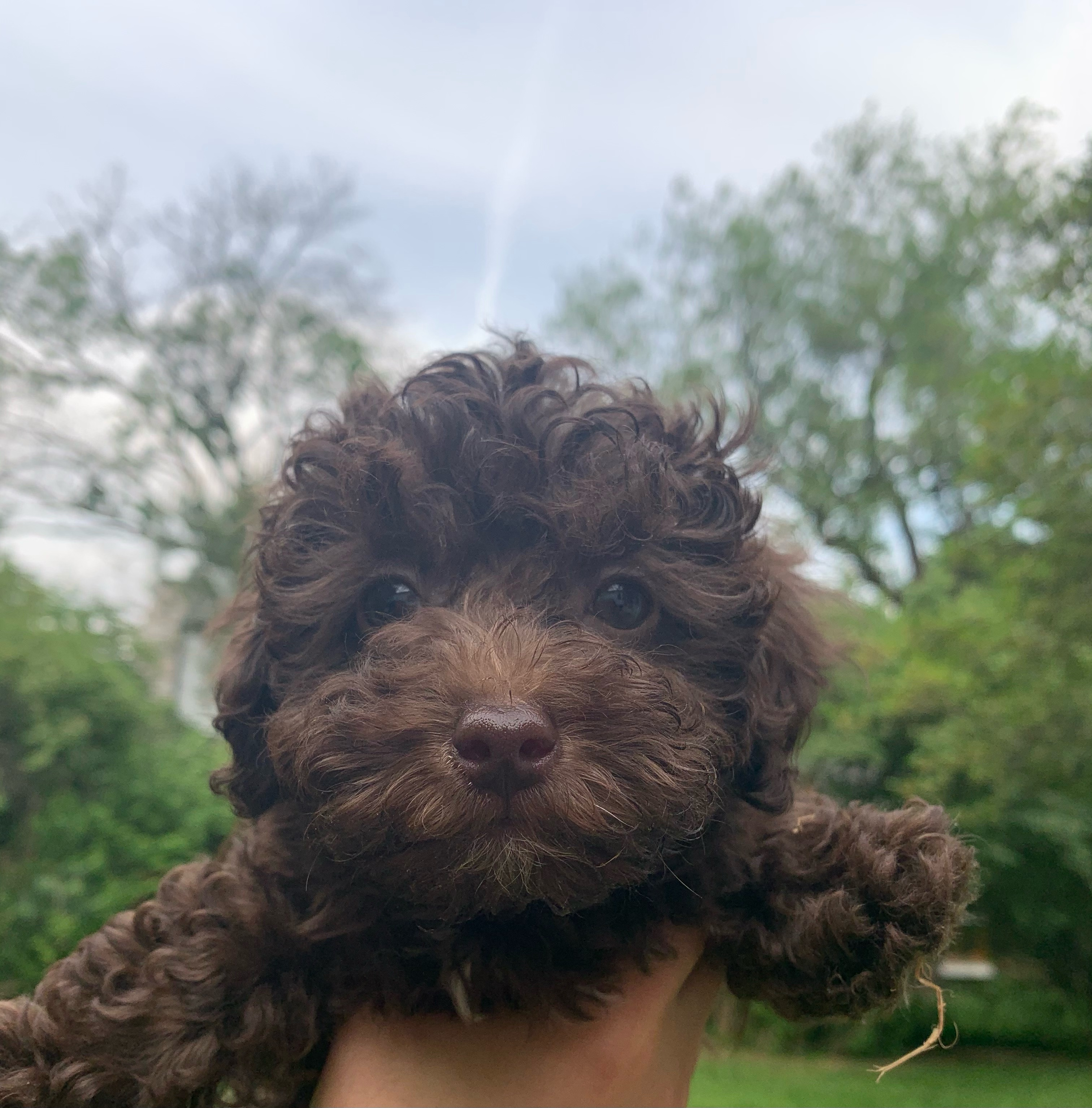 Friendly Poodle Purebred Pup
