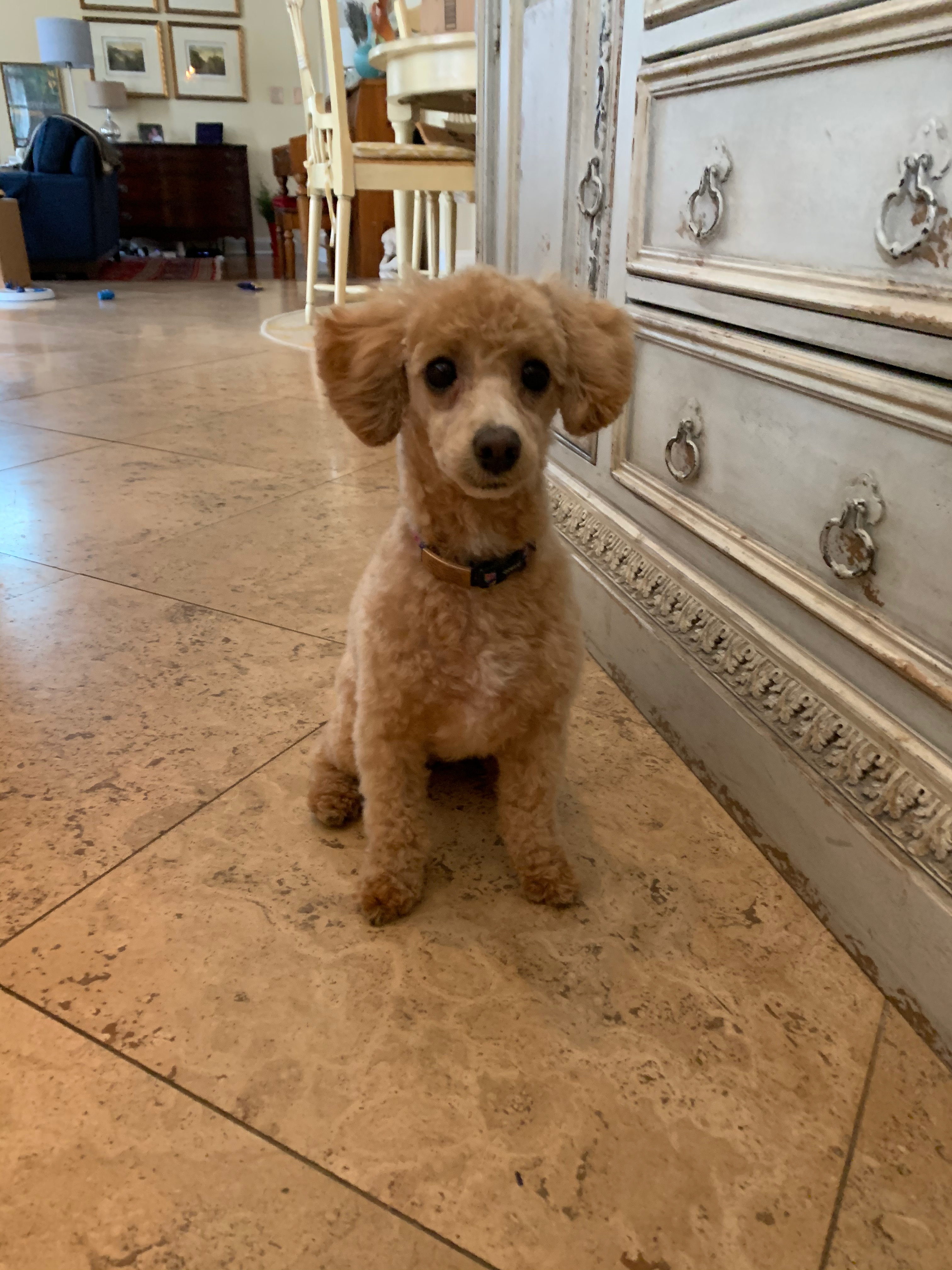 Small Poodle Baby
