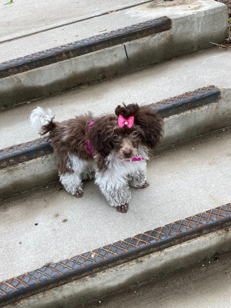 Little Poodle Baby